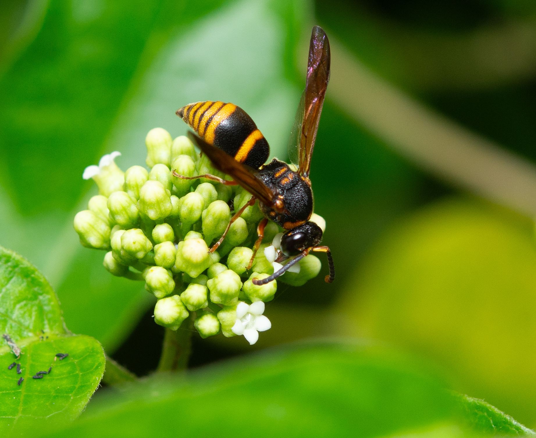 Marsdenia tinctoria