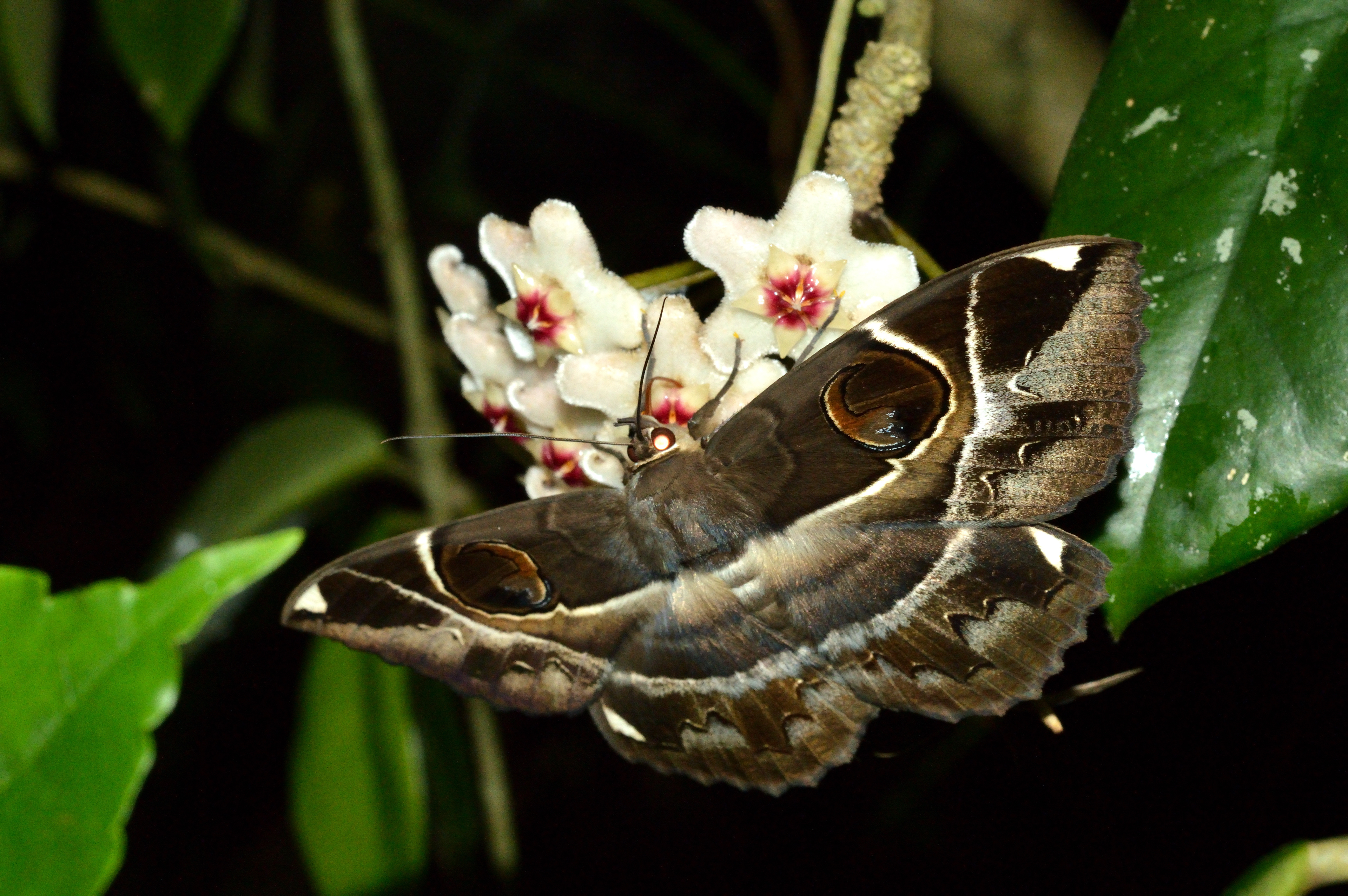 Hoya carnosa