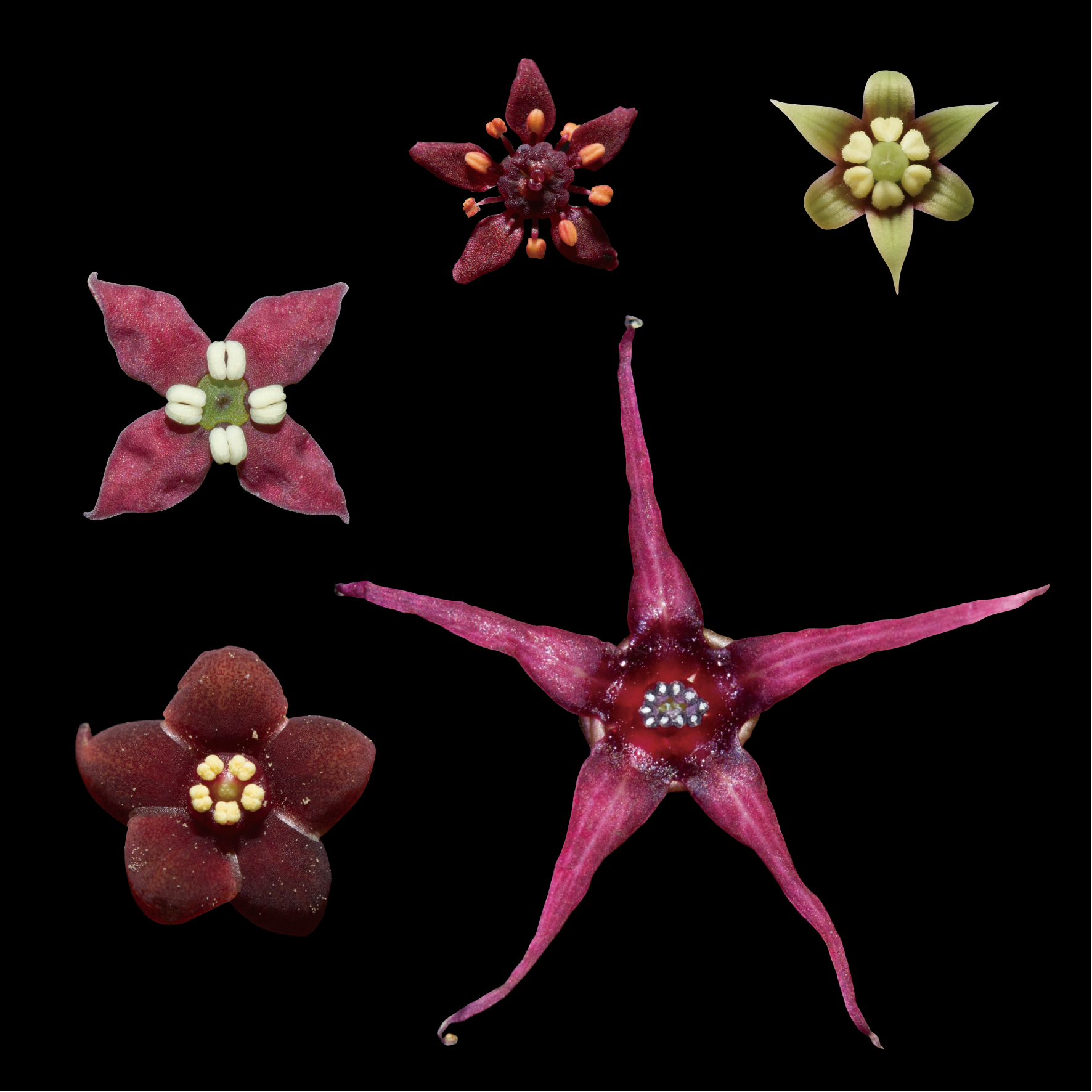 Fungus gnat pollination syndrome