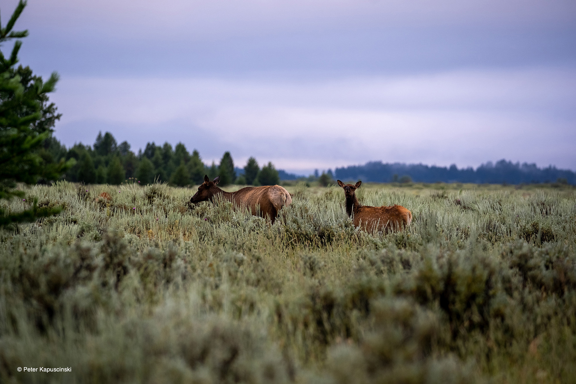 Deer enjoy an early morning breakfast in Grand Teton National Park. Photo: Peter Kapuscinski