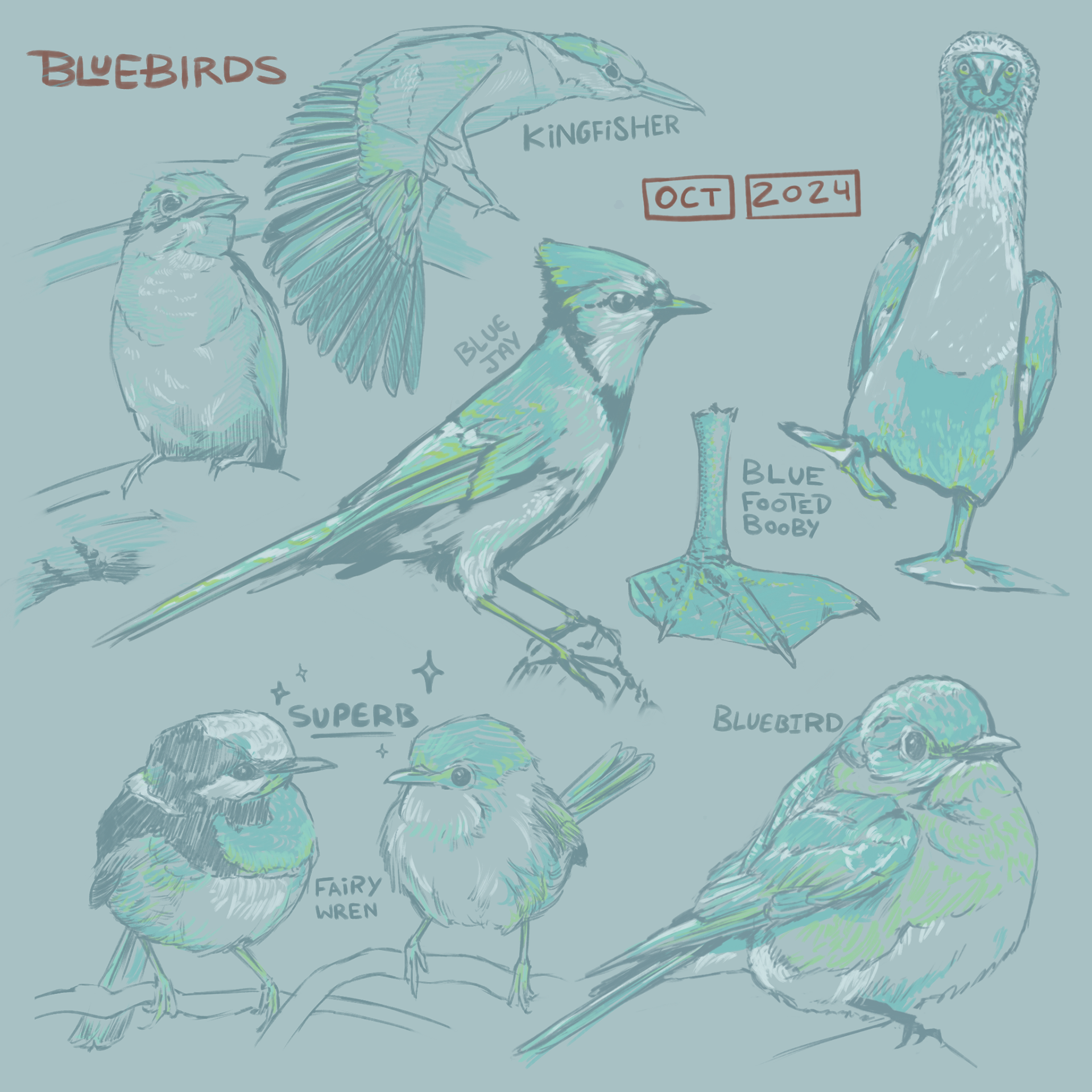3 - Blue Birds | OCT 2024