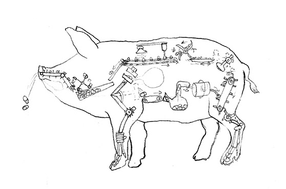 medicine pig