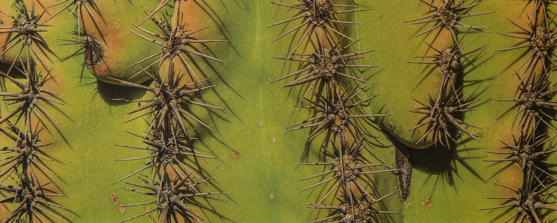 "Saguaro #6" - Gum bichromate over palladium toned kallitype