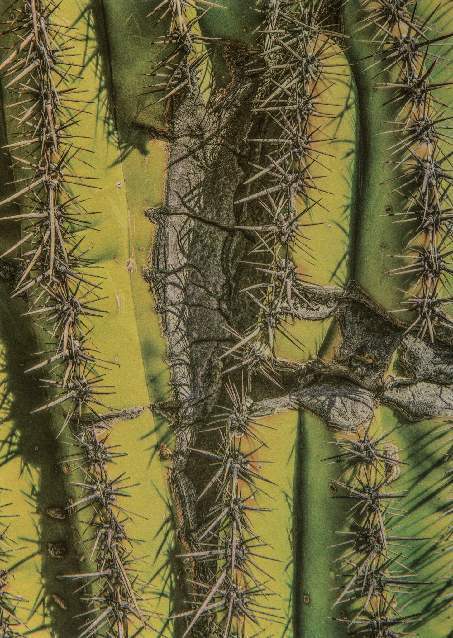 "Saguaro #7" - Gum bichromate over palladium toned kallitype