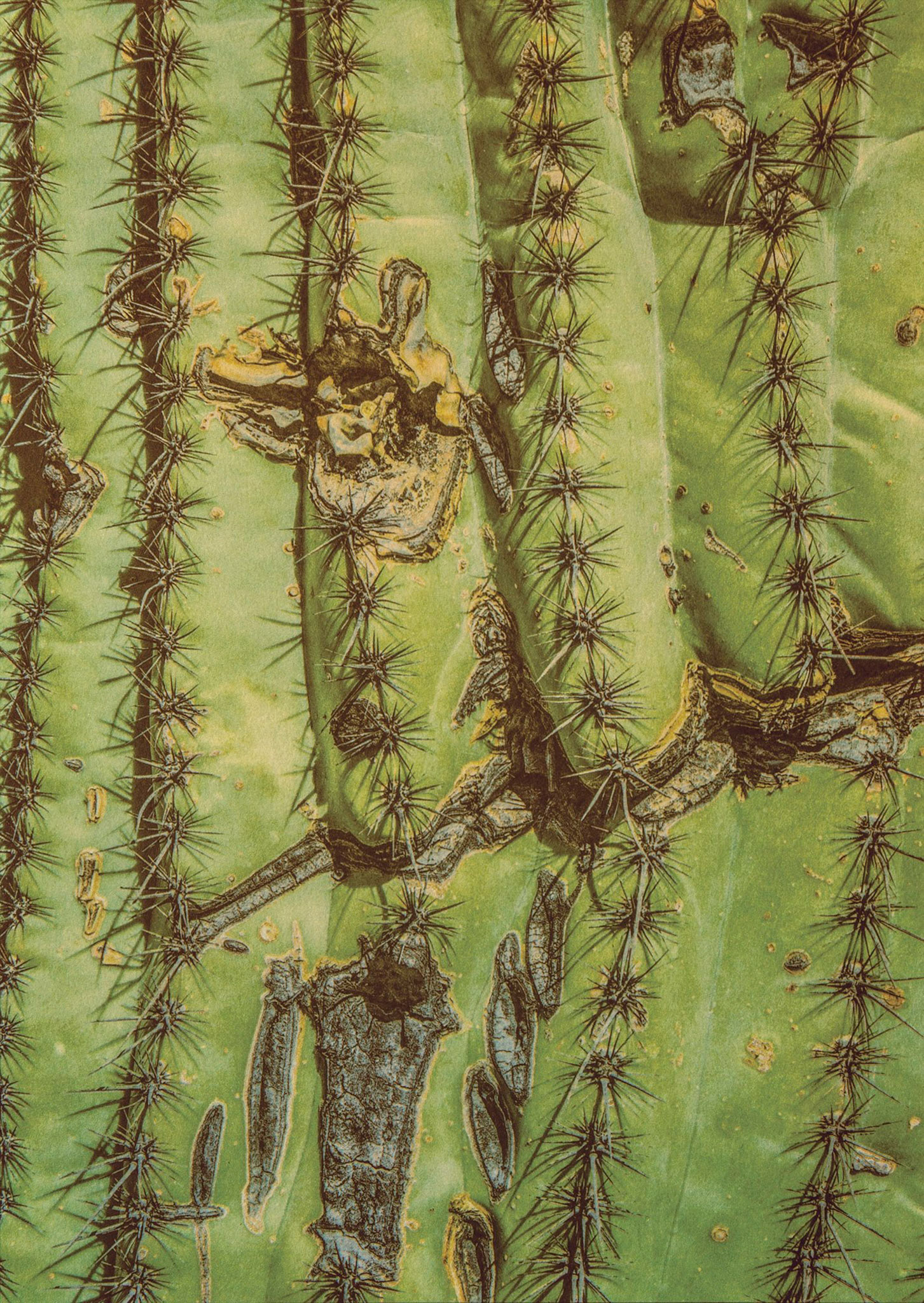 "Study #3" - Gum bichromate over palladium toned kallitype