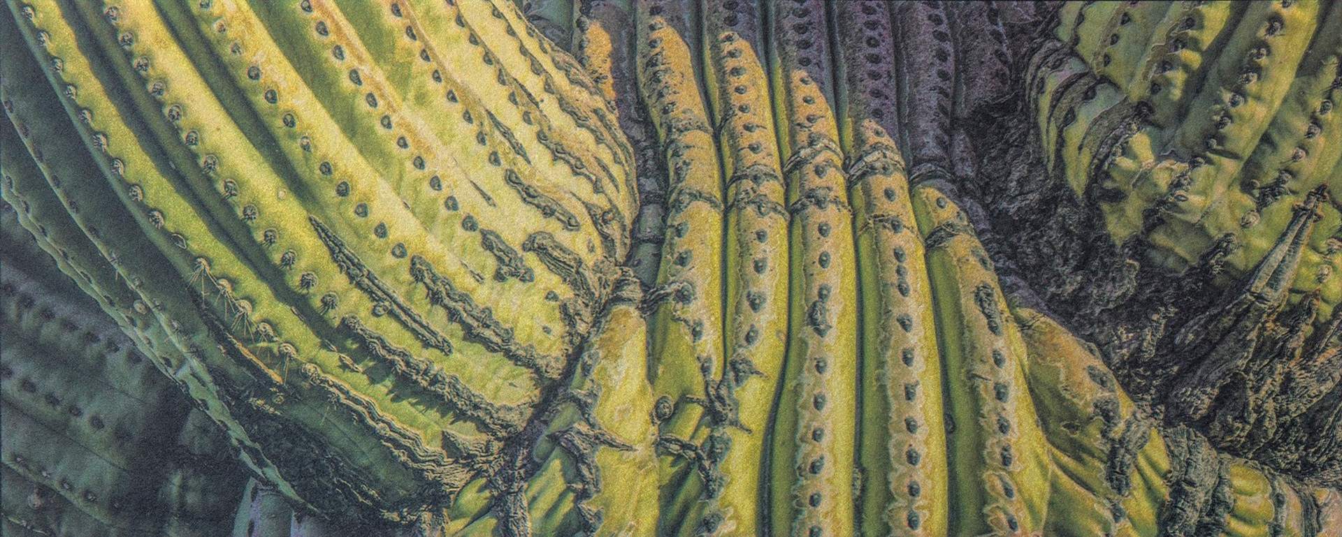 "Study #2" - Gum bichromate over palladium toned kallitype