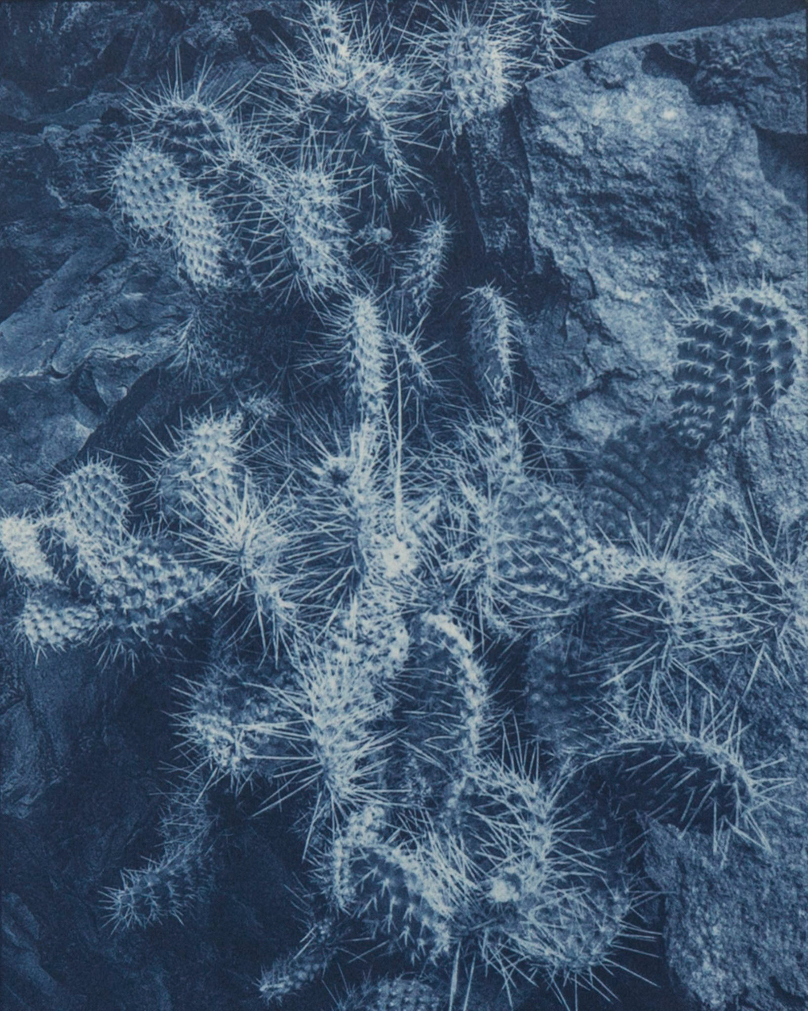 "Cactus, Diablo Canyon Near Santa Fe, NM" - Toned cyanotype (pyrogallic acid)