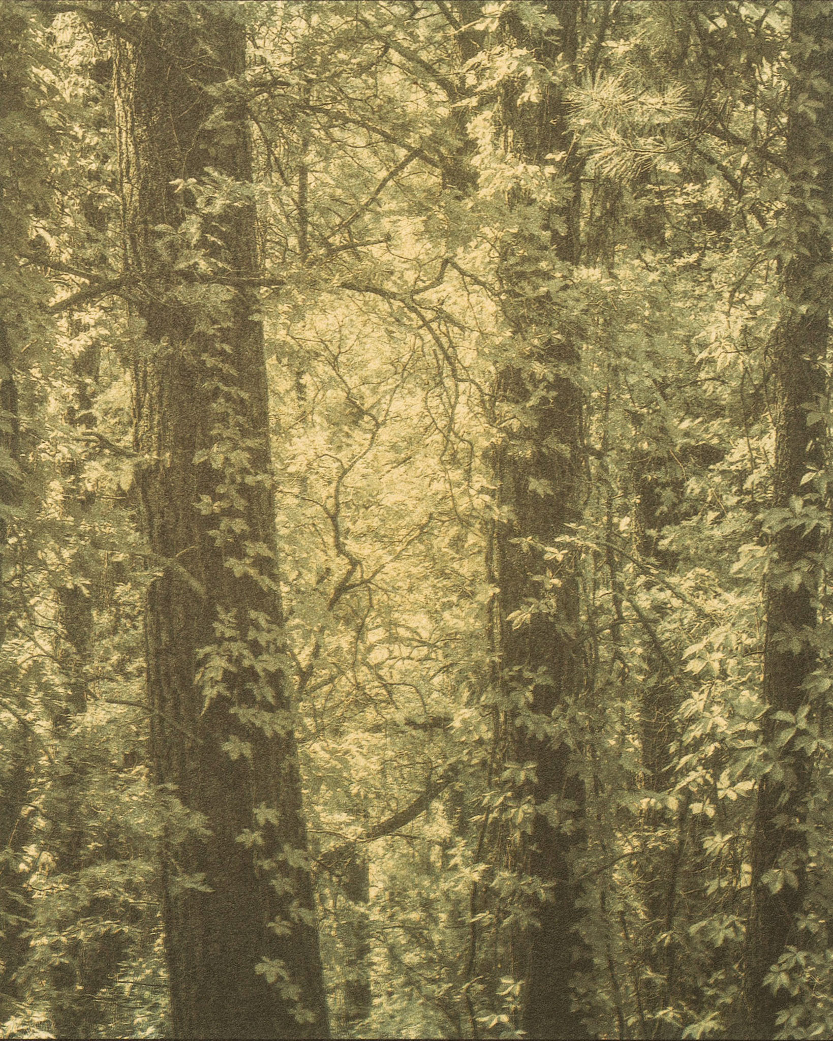 "Near Ponderosa, NM" - Gum bichromate over cyanotype, single negative