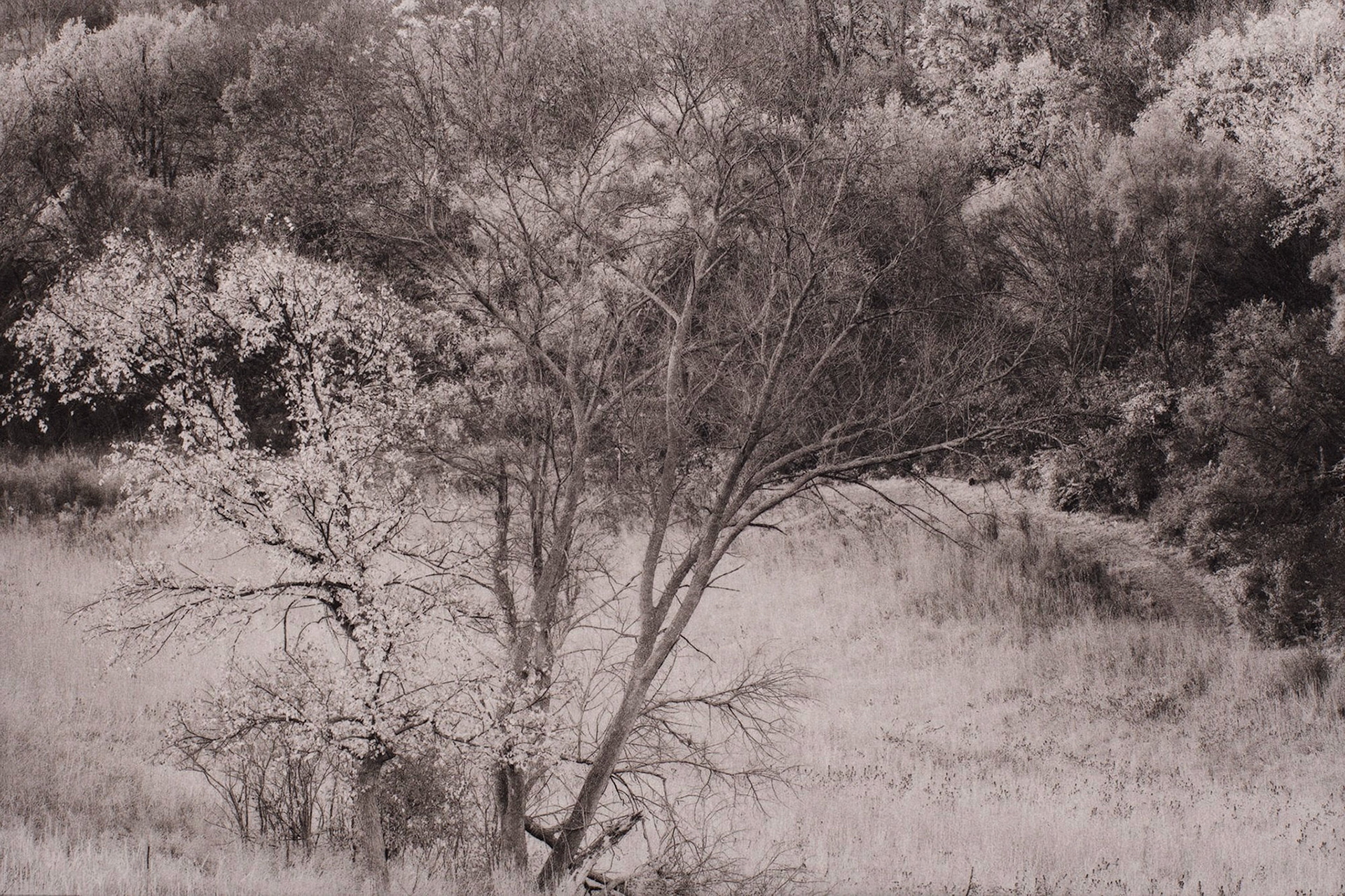 "Neale Woods, Douglas County, NE" - Palladium/gold toned kallitype