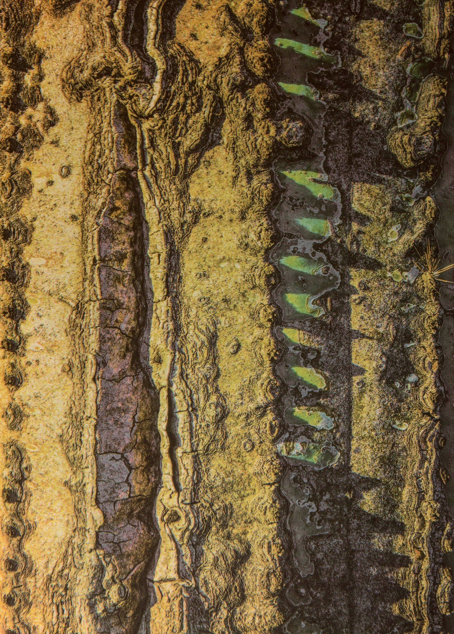 "Saguaro #5" - Gum bichromate over palladium toned kallitype