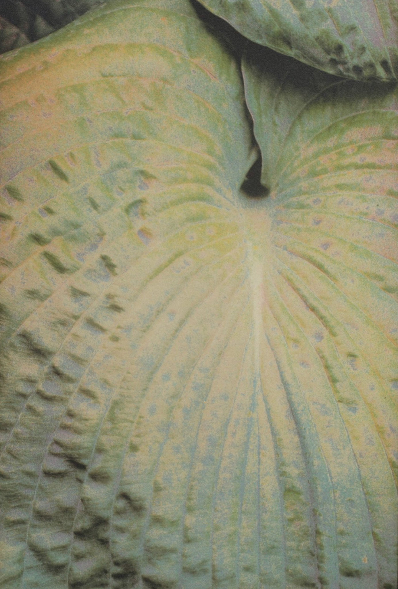 "Elephant Ear Hosta, Sarpy County, NE" - Gum bichromate over palladium/gold toned kallitype
