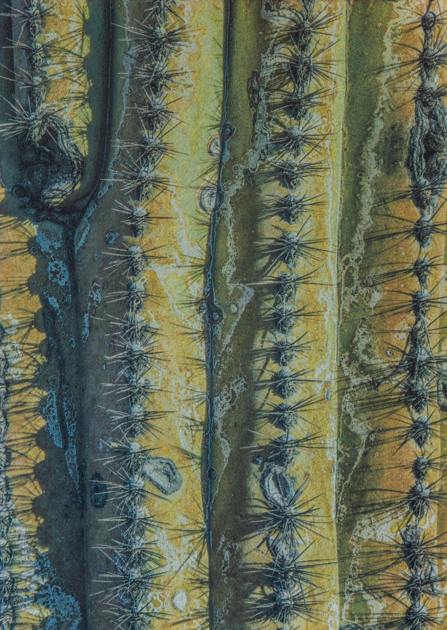 "Study #4" - Gum bichromate over palladium toned kallitype