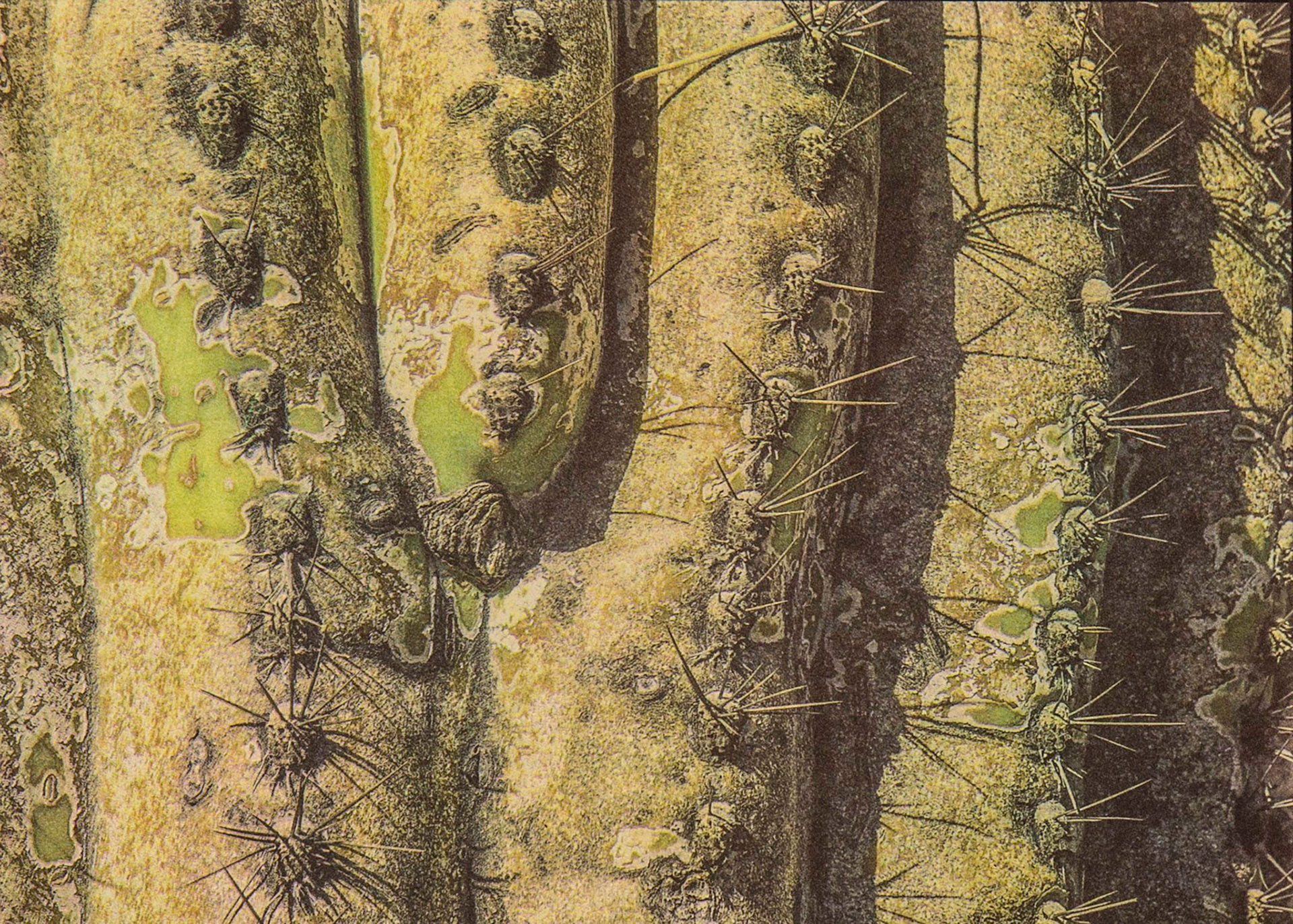 "Saguaro Cactus Study #2" - Gum bichromate over palladium toned kallitype