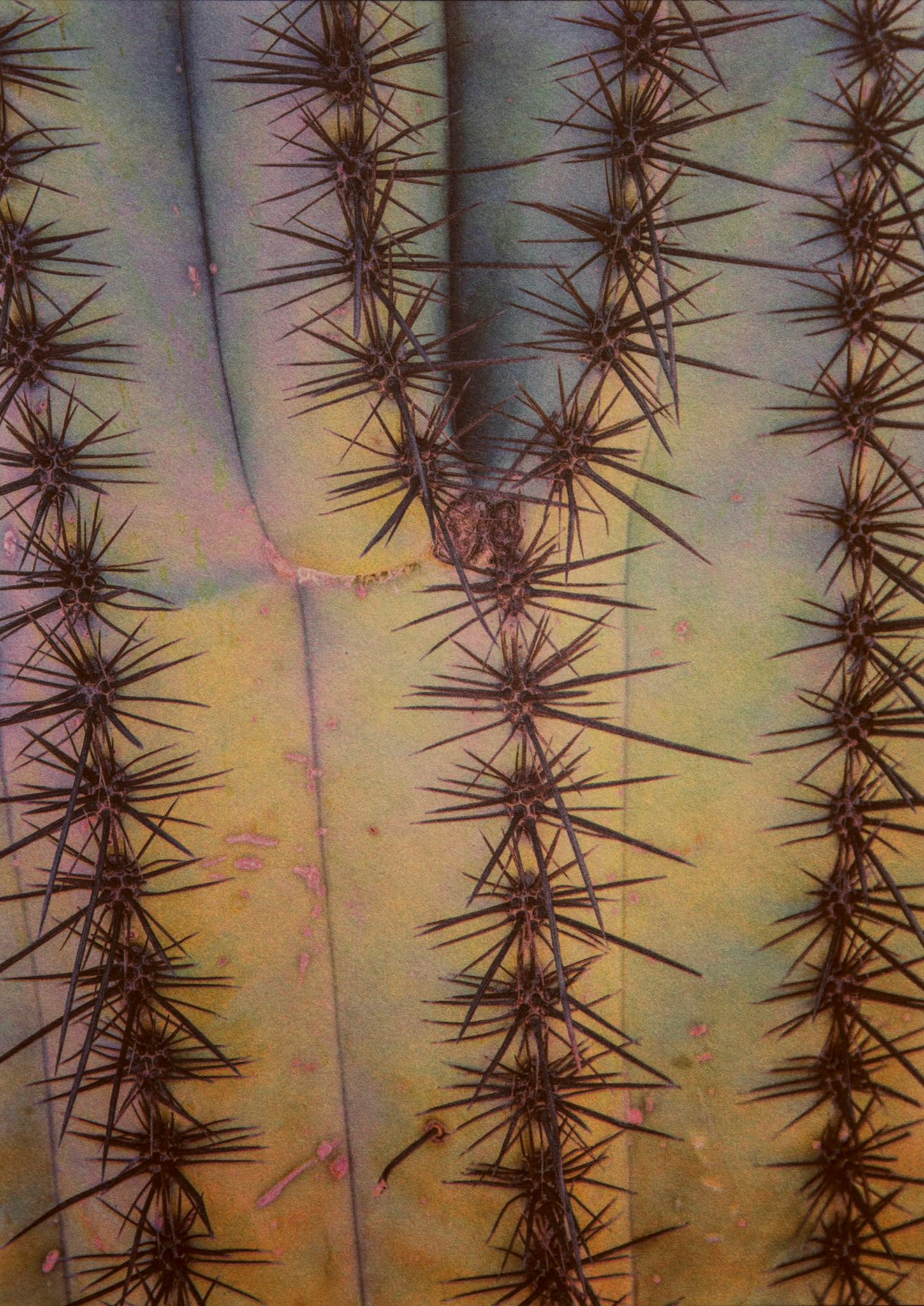 "Study #1" - Gum bichromate over palladium toned kallitype