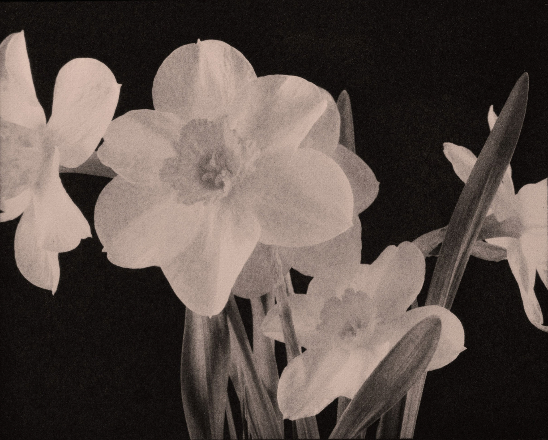 "Daffodils Study, Sarpy County, NE" - Palladium and gold toned kallitype