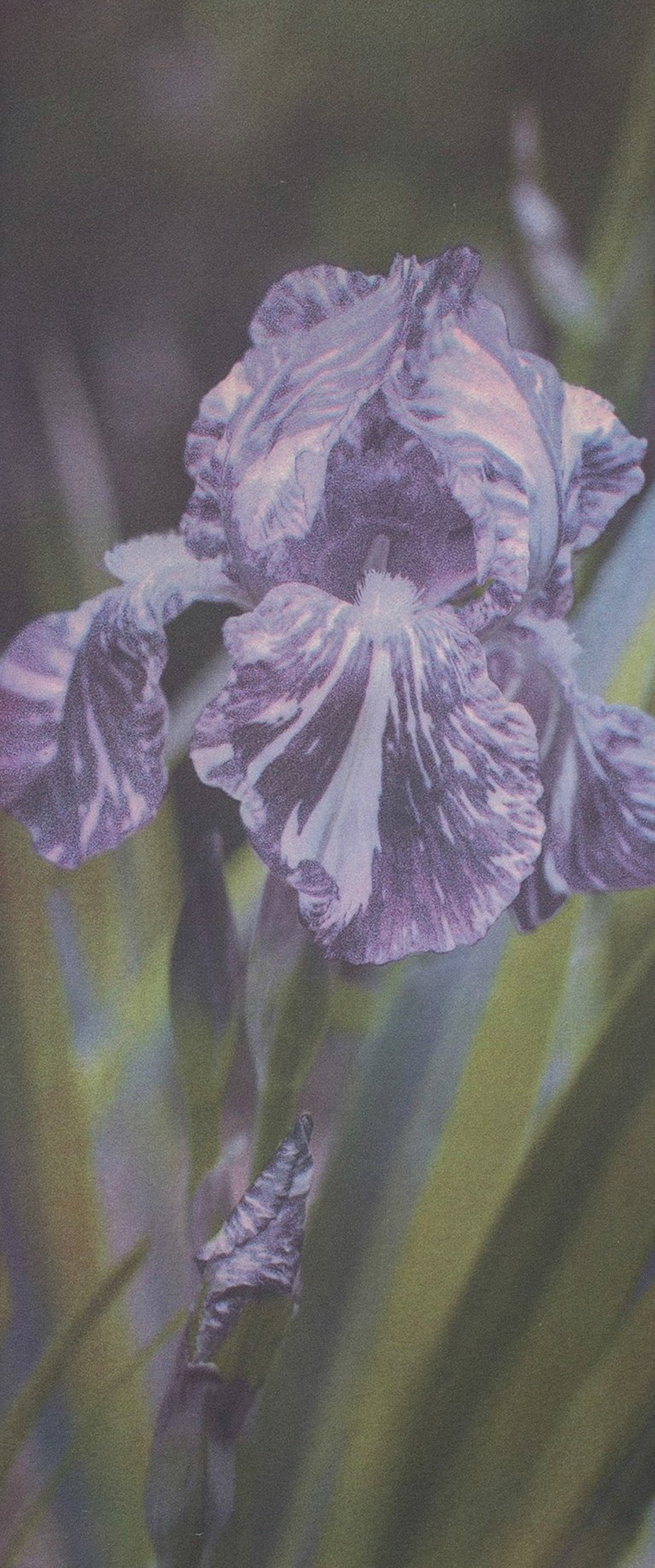 "Iris, Sarpy County, NE" - Gum bichromate over palladium/gold toned kallitype