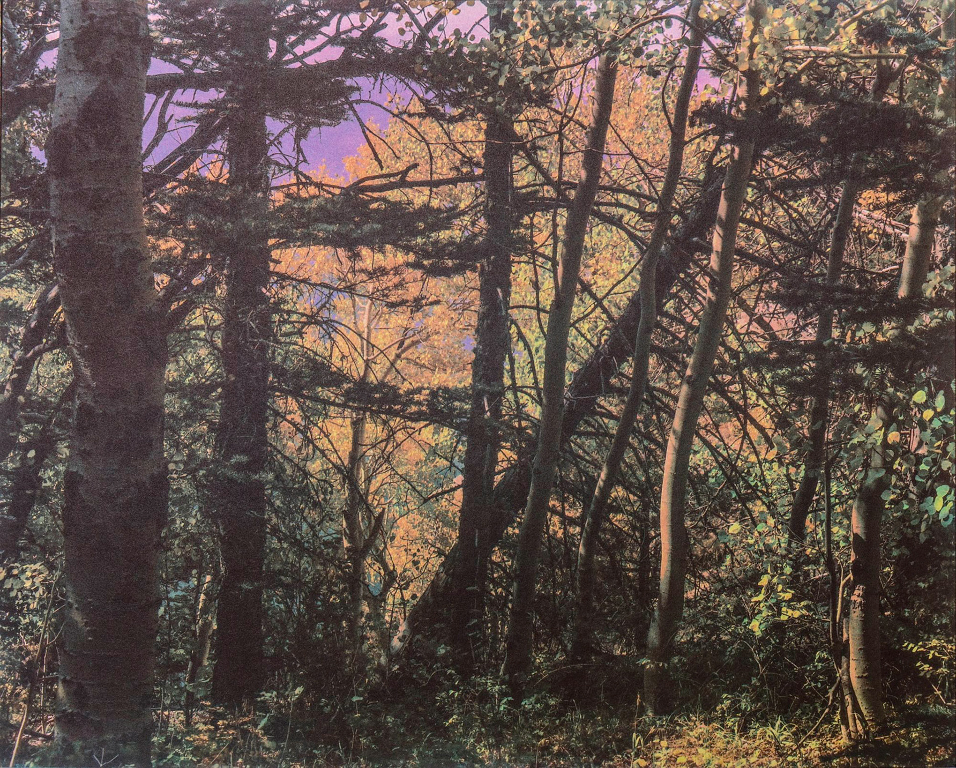 "Aspens in Sandia Mtn. Wilderness, NM"- Gum bichromate over palladium/gold toned kallitype