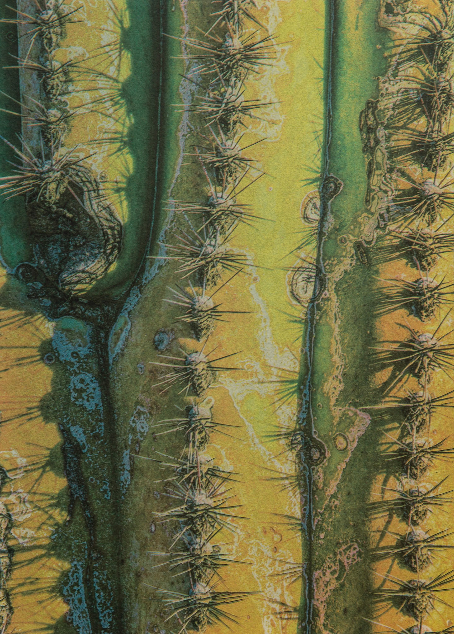 "Saguaro #4" - Gum bichromate over palladium toned kallitype