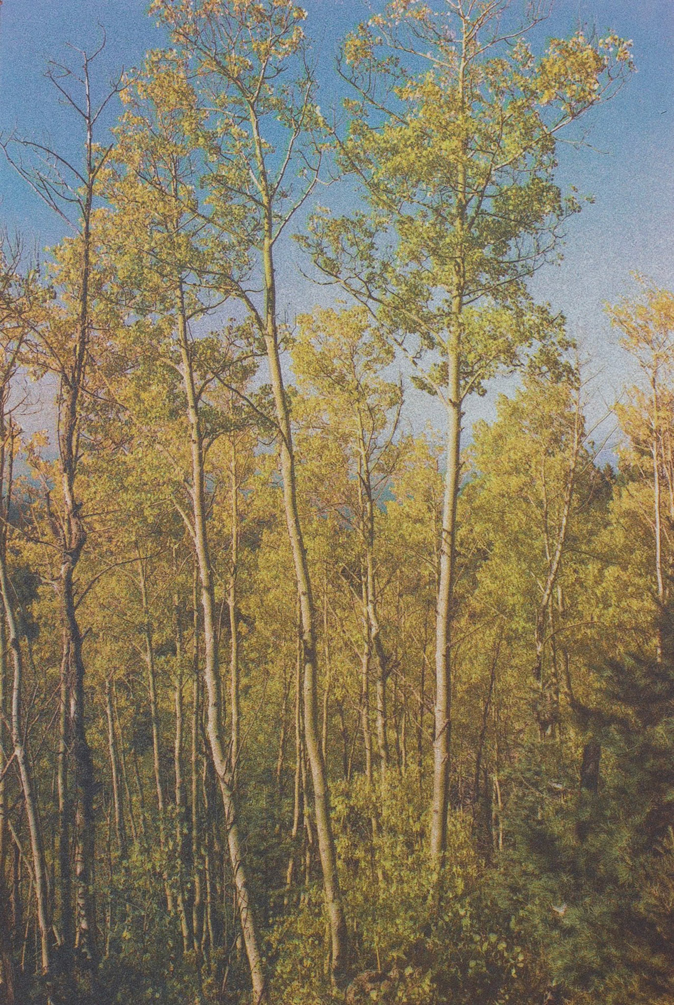 "Aspens Near Santa Fe, NM" - Gum bichromate over palladium toned kallitypetif