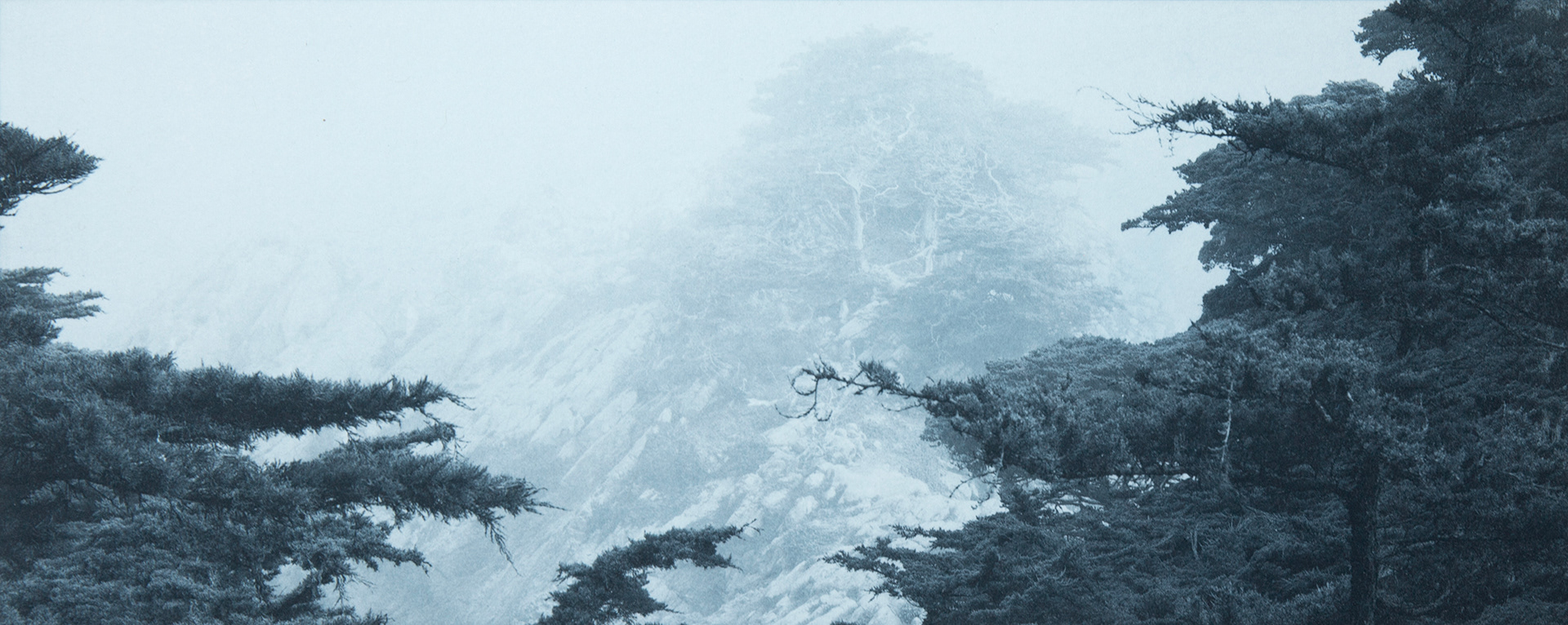 AM Fog, Point Lobos, CA3 - Cyanotype over Platinum/Palladium