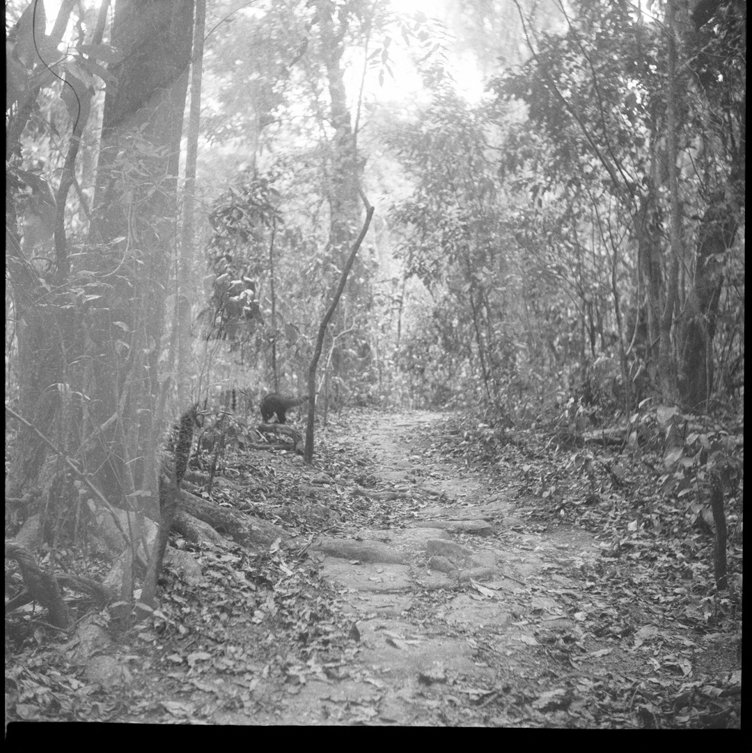 Fotografia analógica dos quatis no Parque Estadual do Grajaú