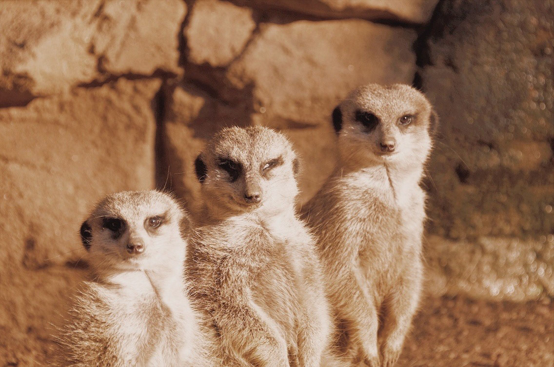 Meerkats