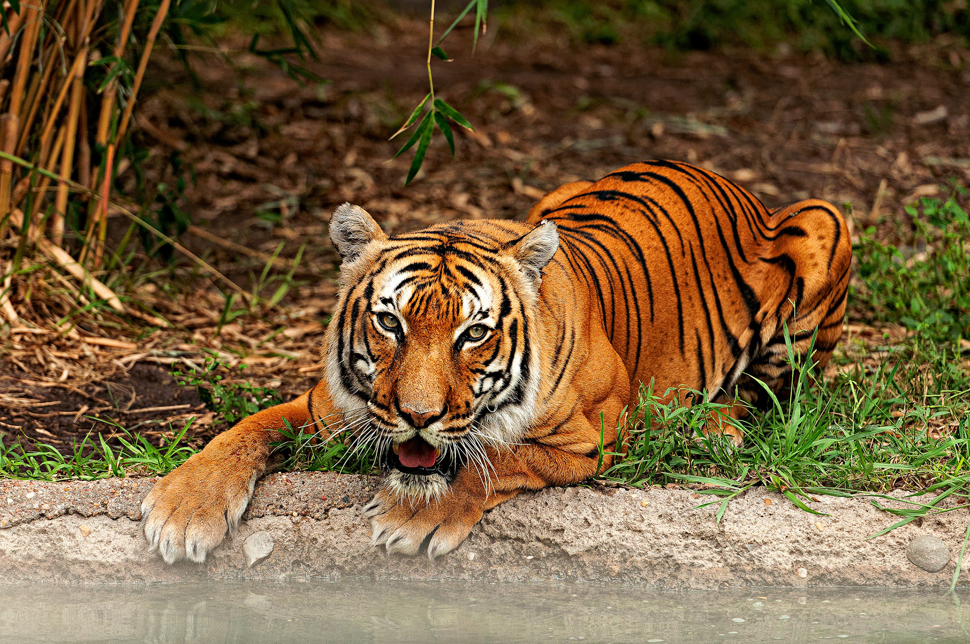 Malayan Tiger