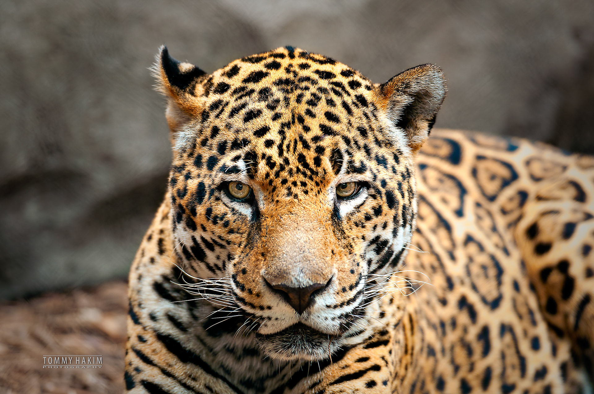The Stare