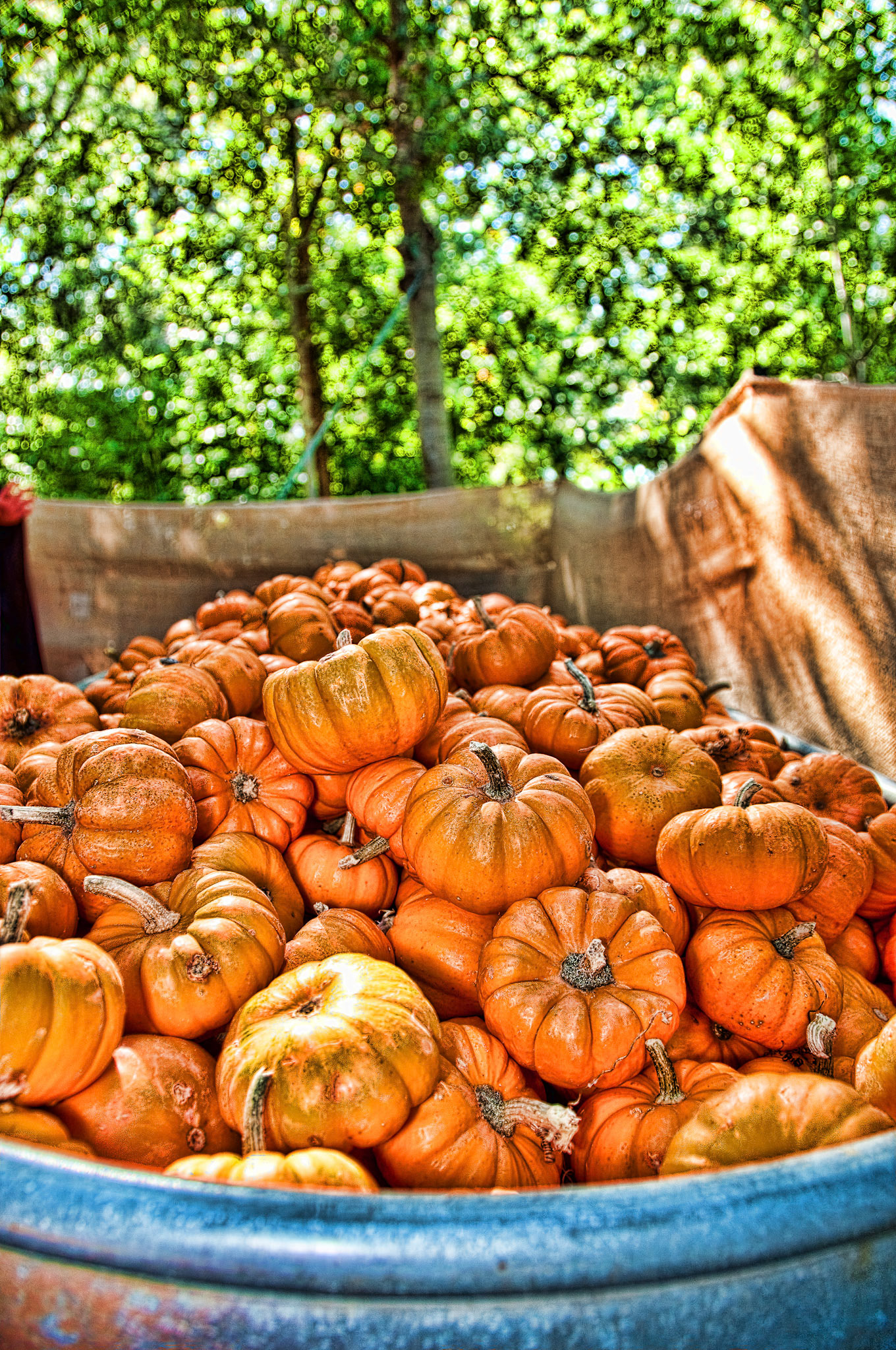 Pumpkin Patch