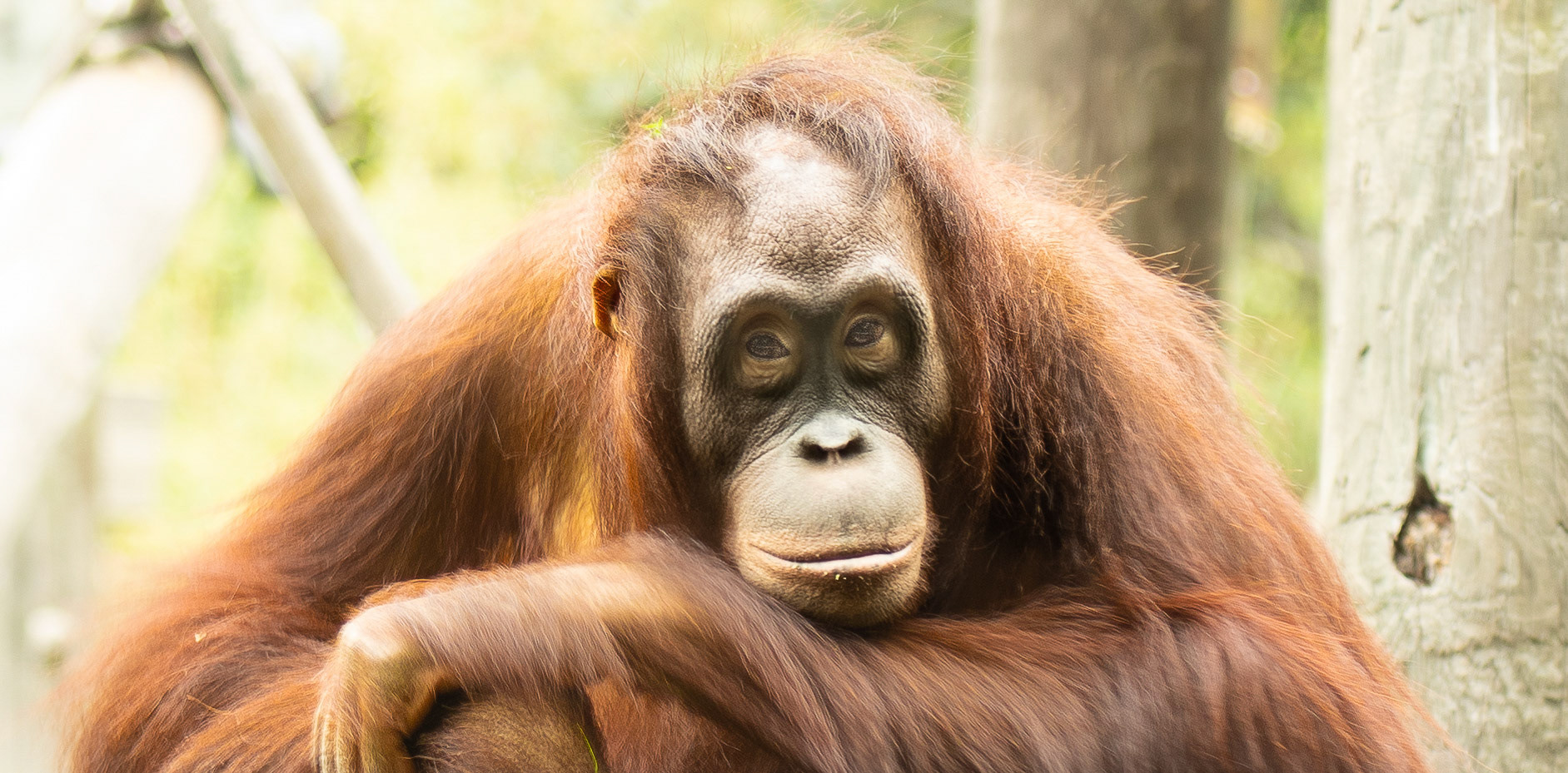 Orang Utan