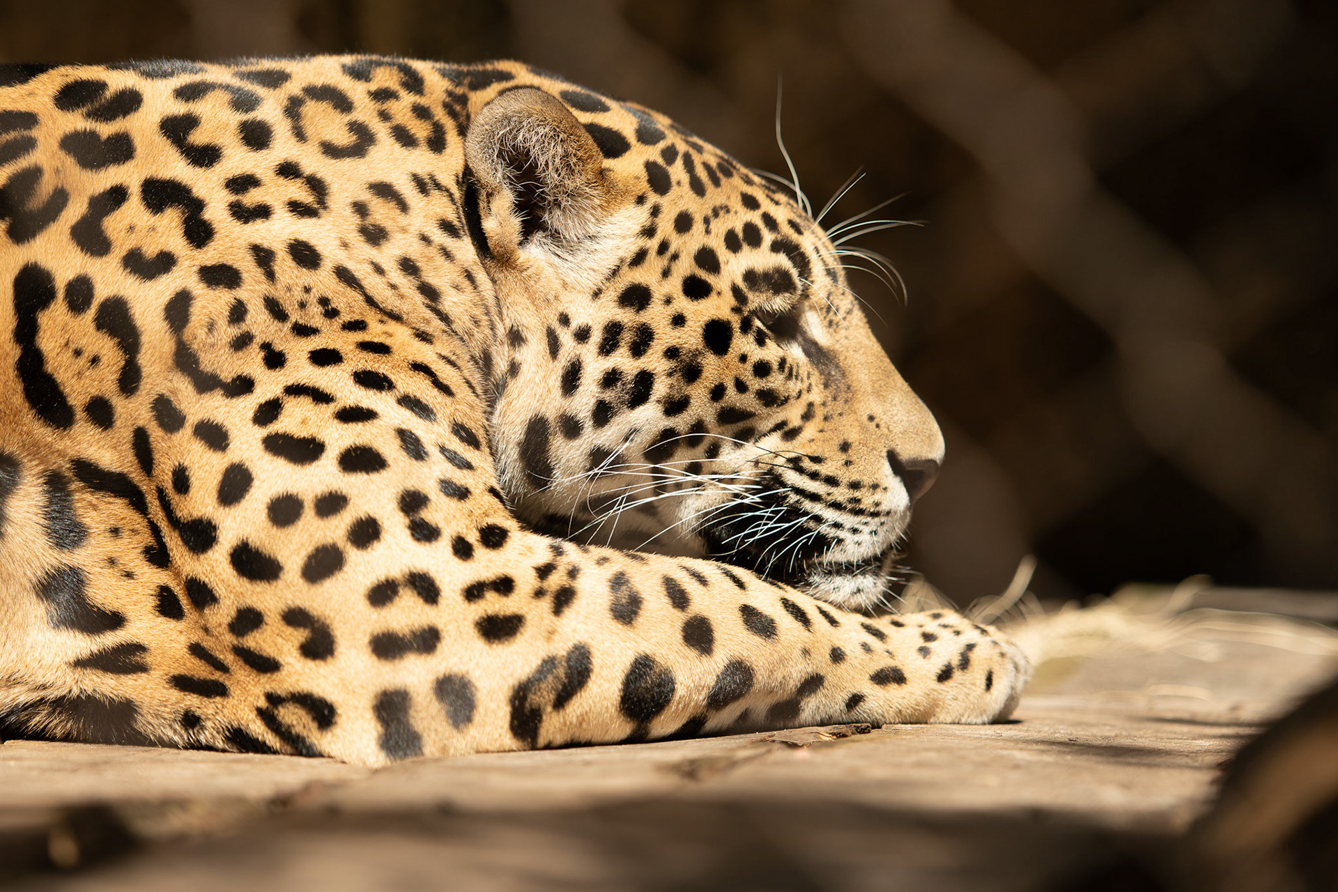 Jaguar