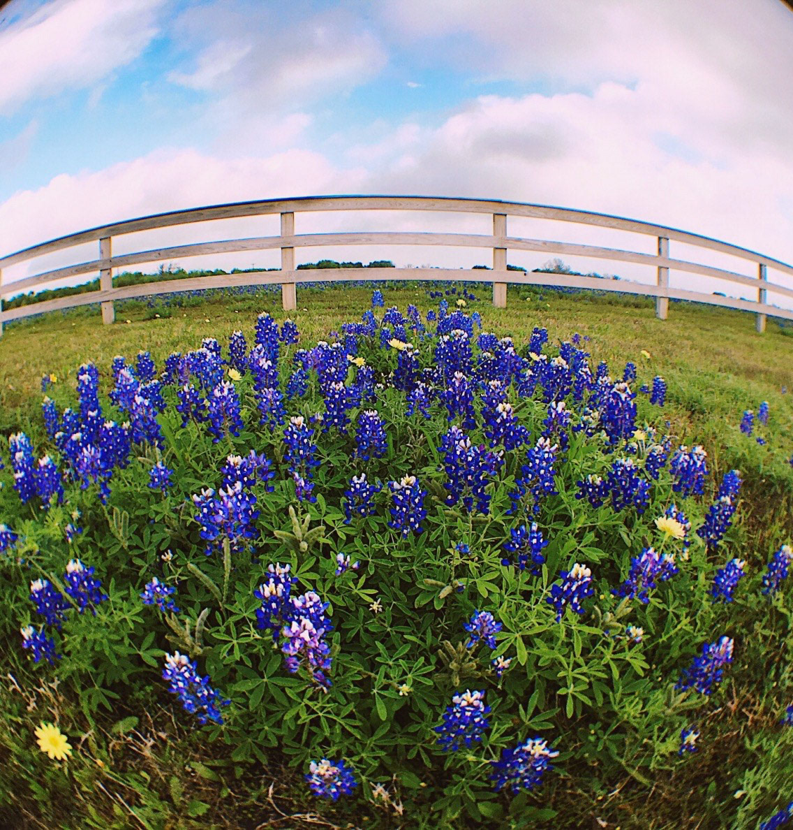 Texas Bluebonnets