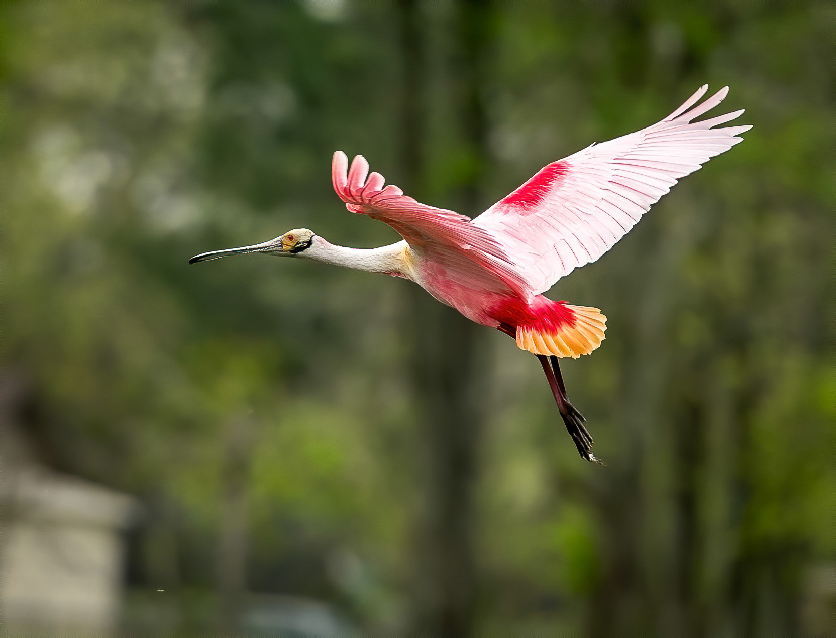 Bird in-flight