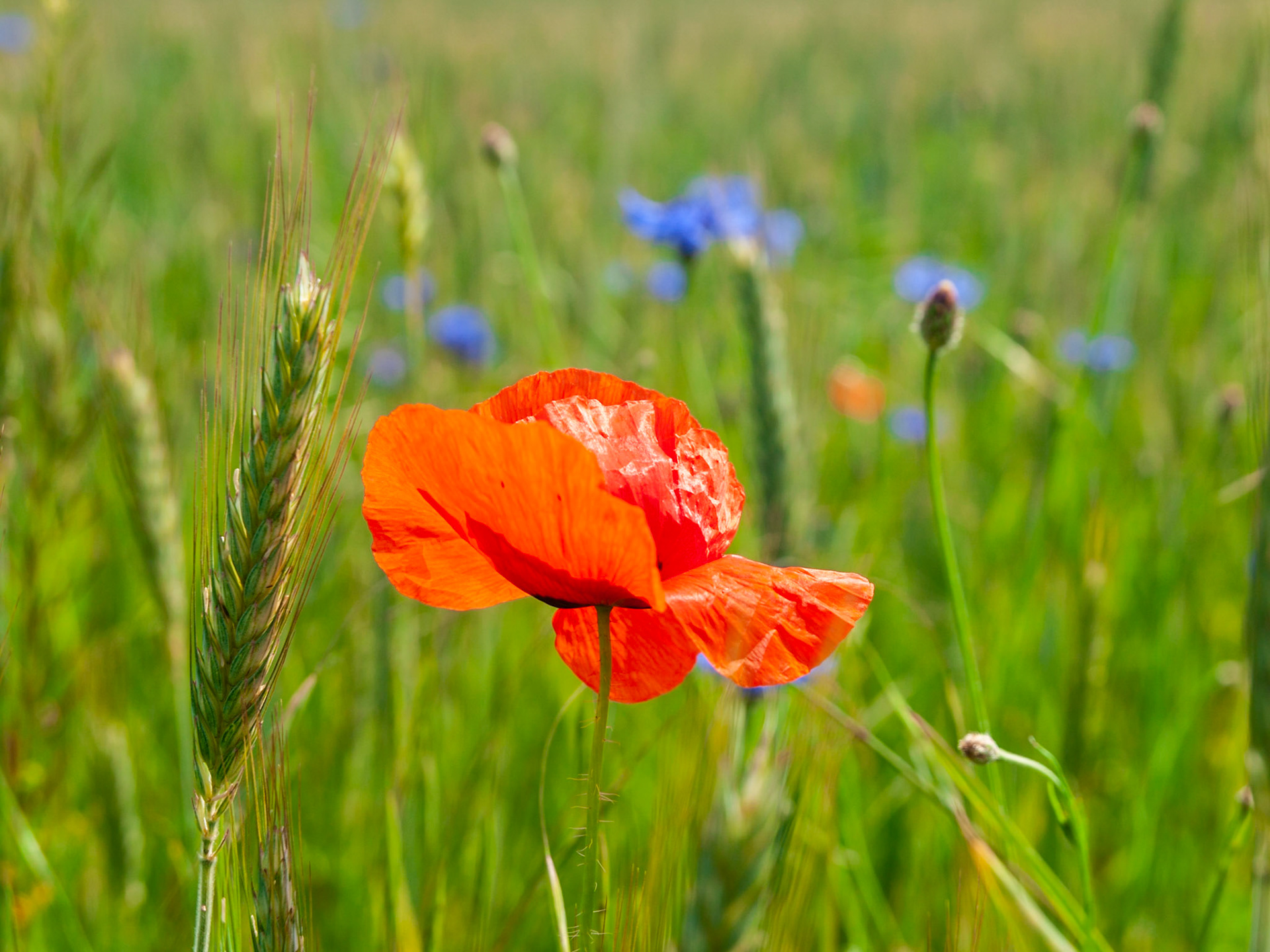 Pochuzka 15 Krivoklatsko