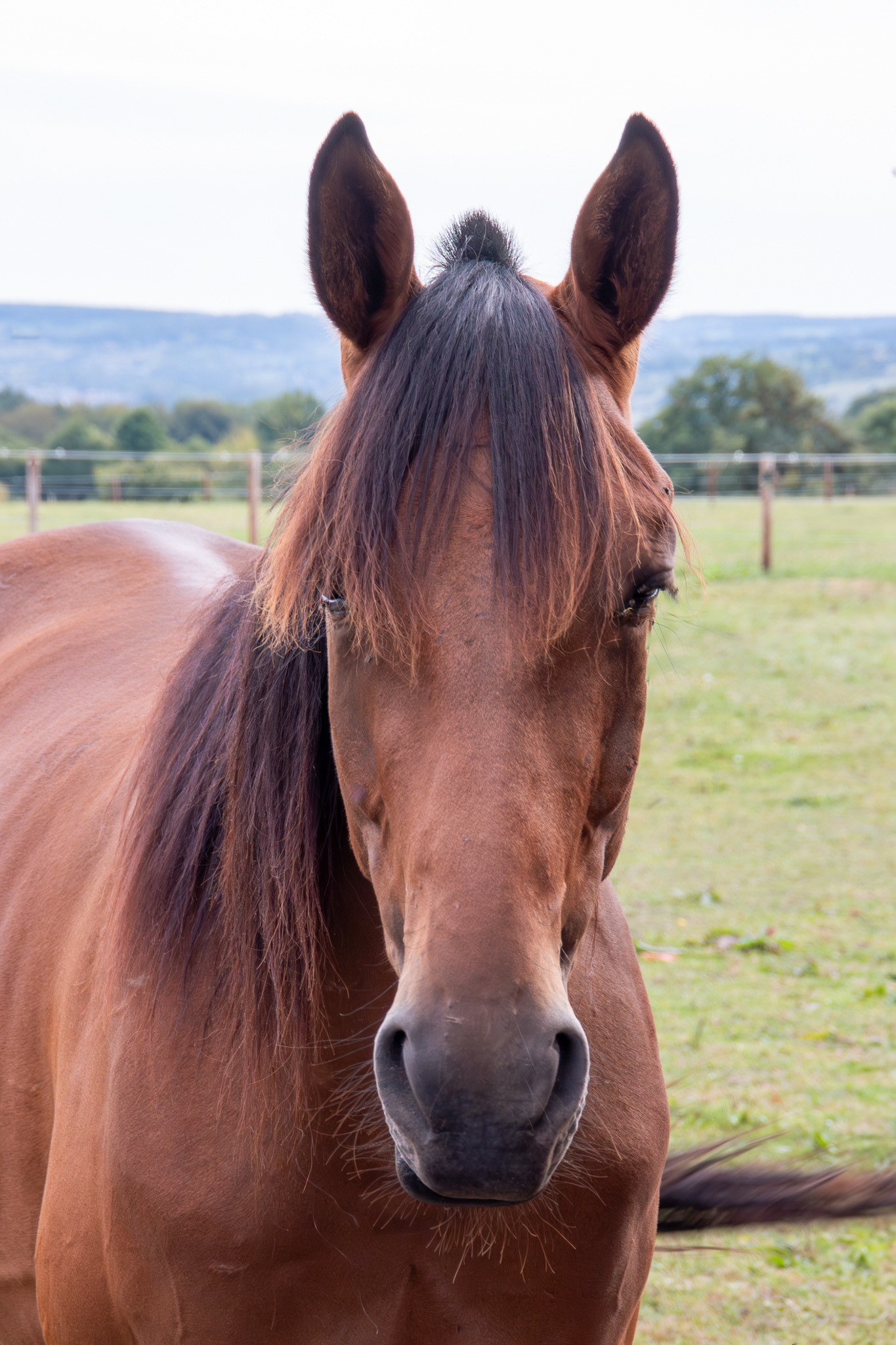 11 - Portrait équin
