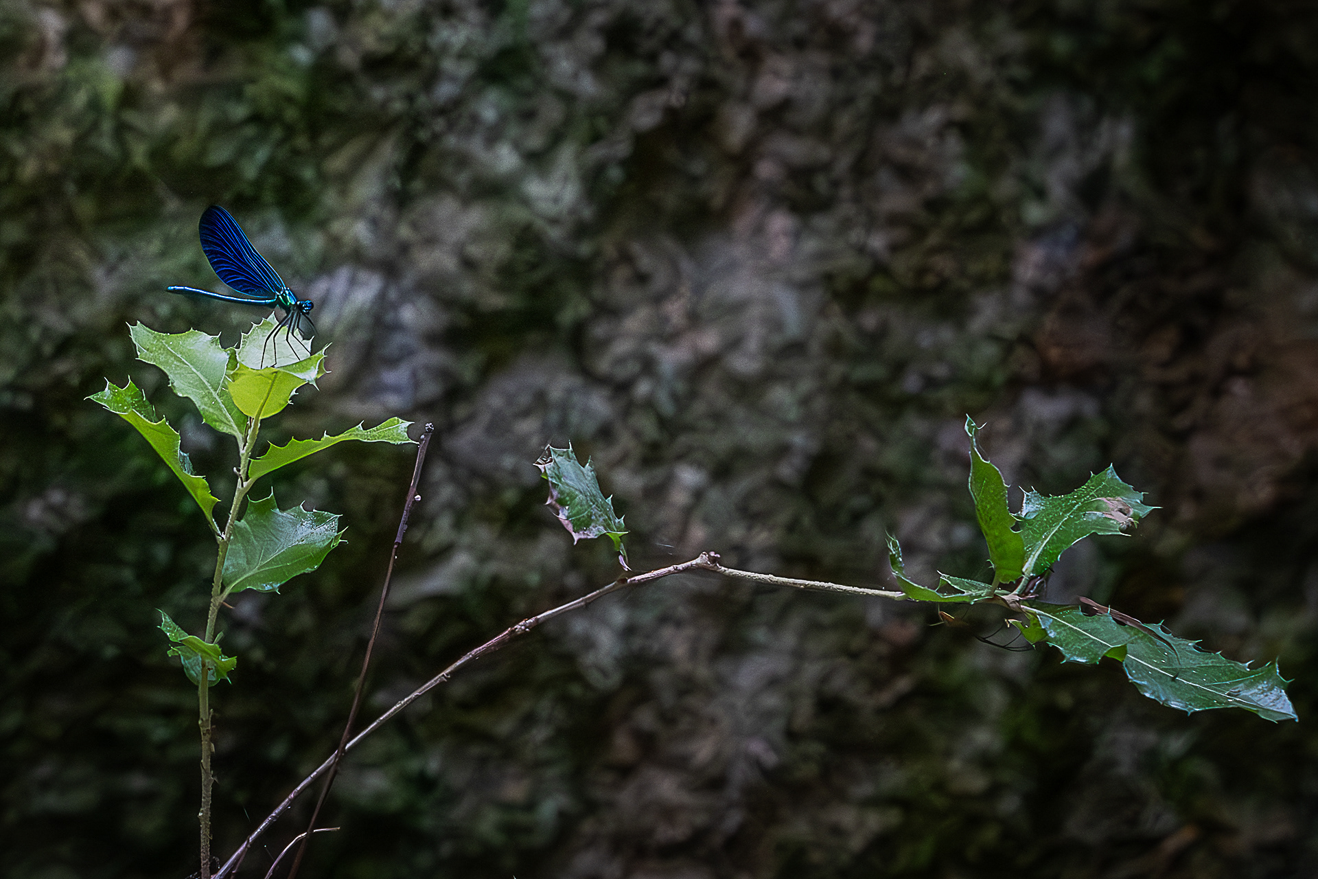 10 - St Julien du Gard - Agrillon Demoiselle