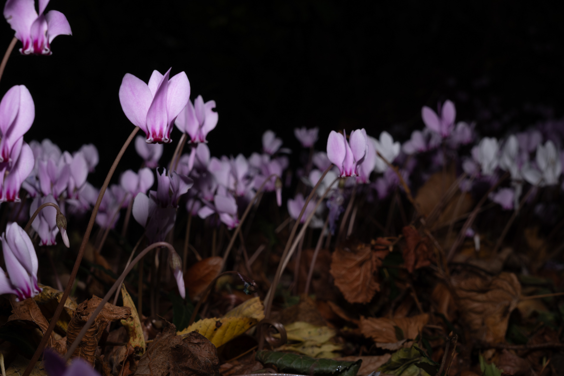 18 - Cyclamen à Bavent - 1