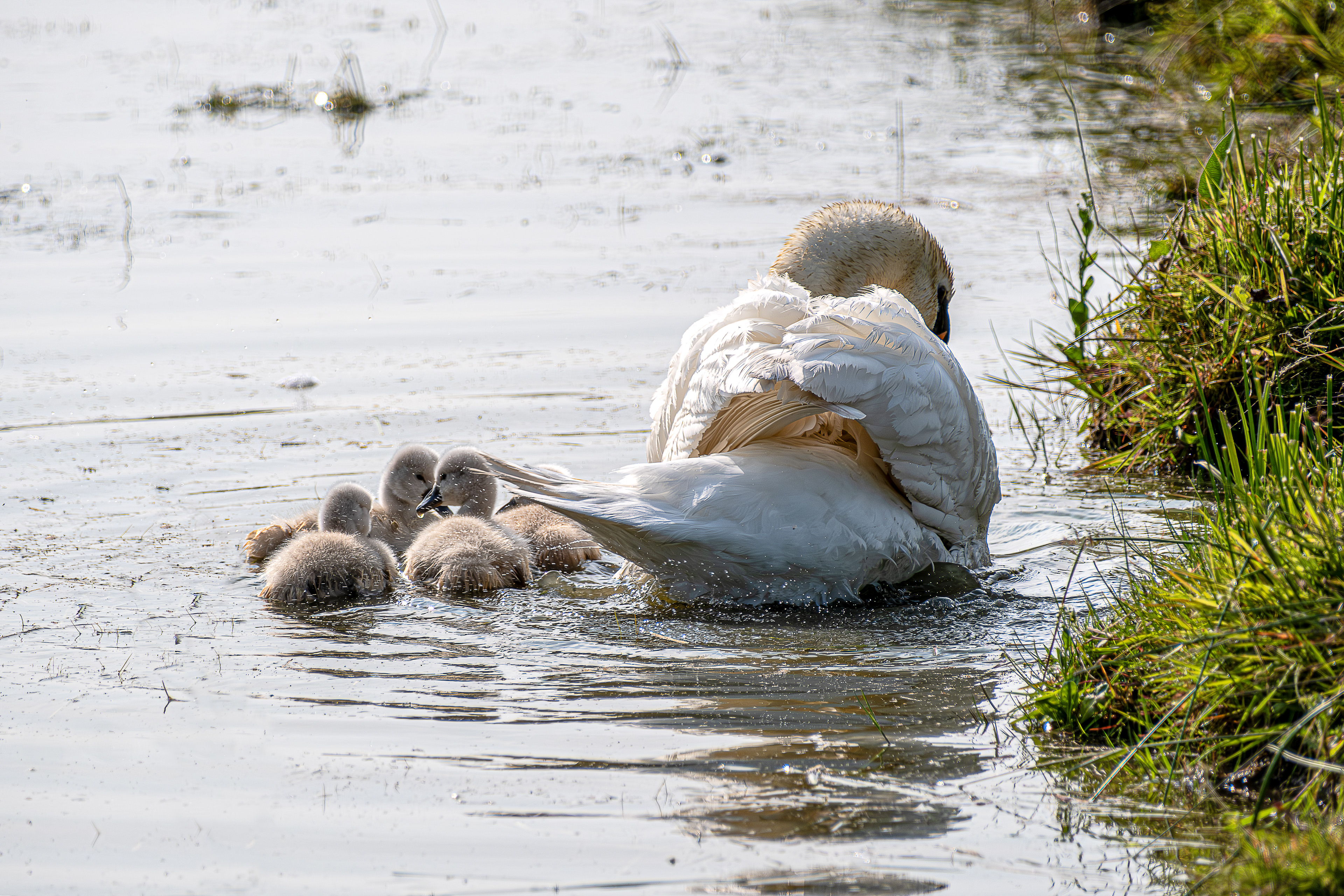 9 - Cygnes et ses cygneaux