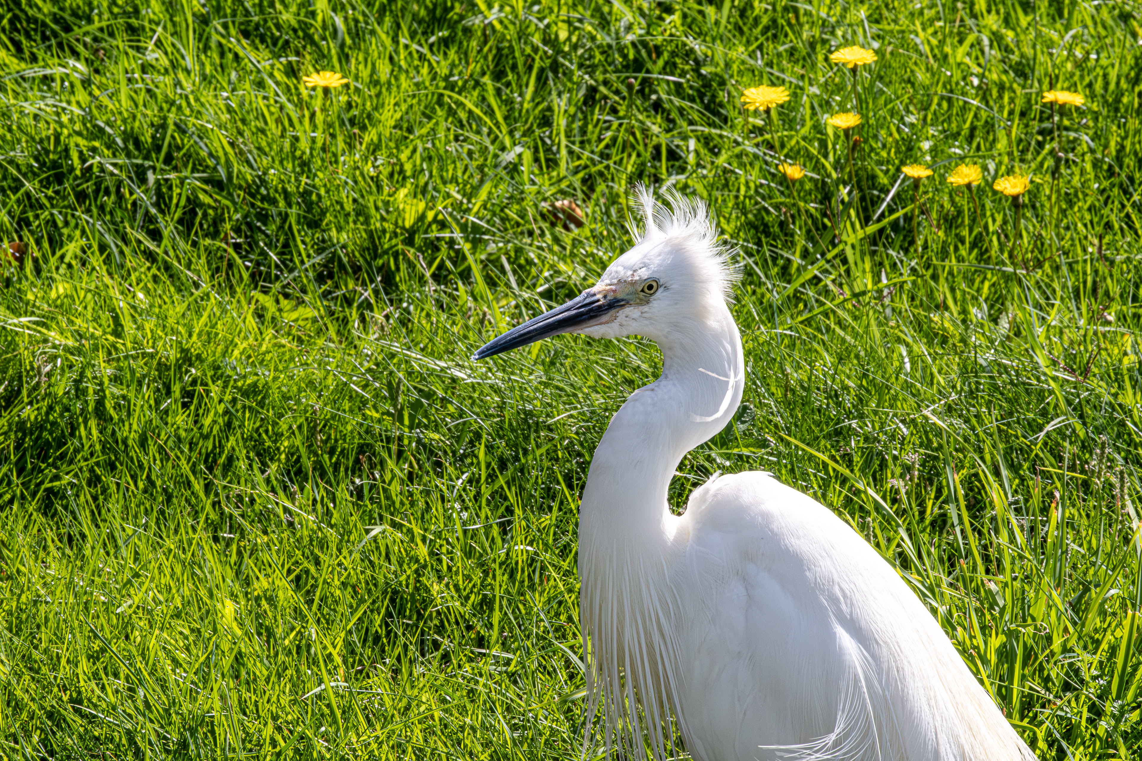 16 - Aigrette