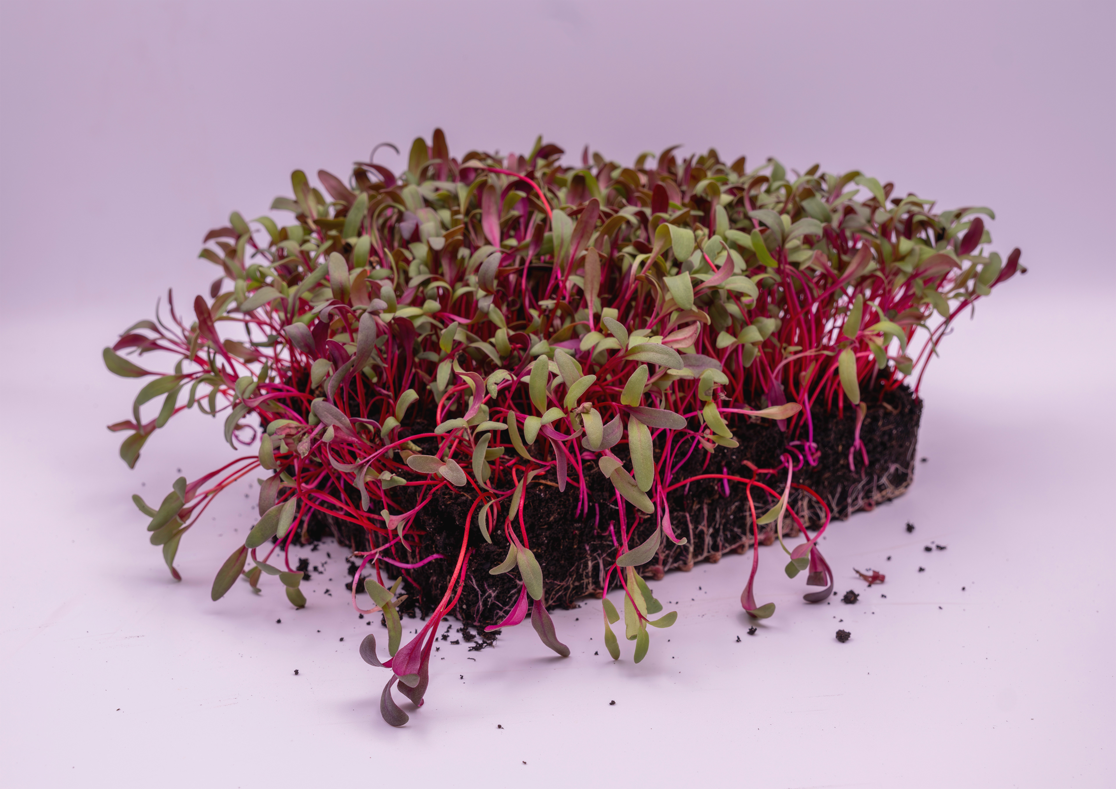 12 - Les mini pousses - Gonneville en auge