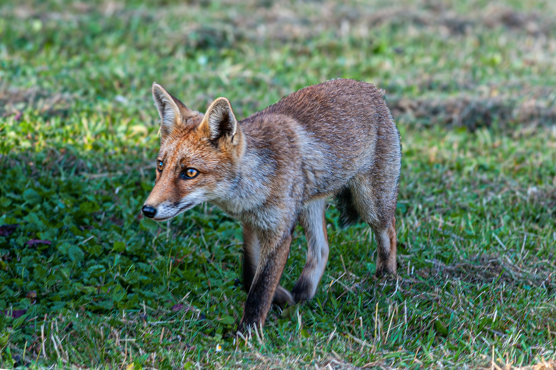 5 - Renard joueur