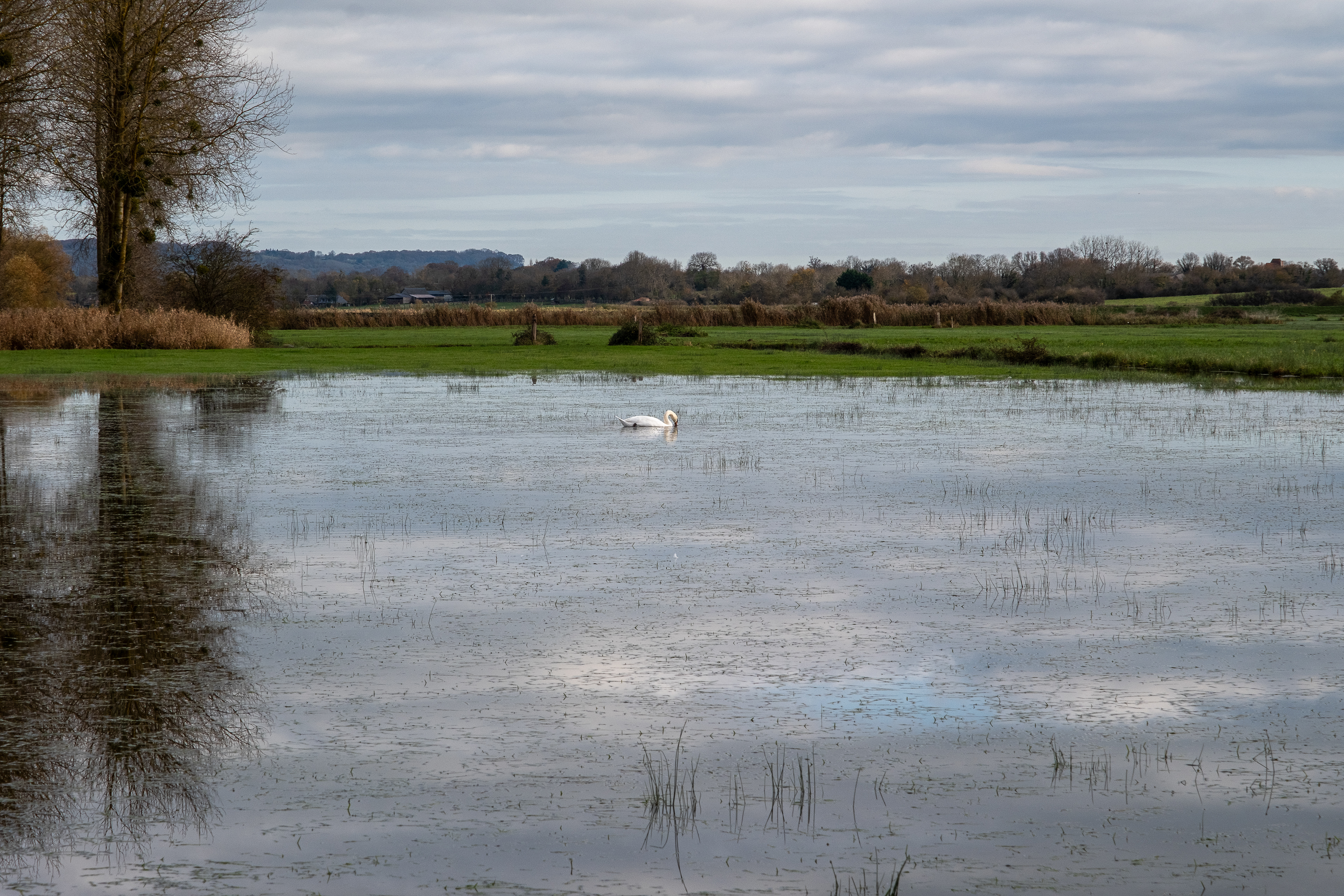 16 - Marais de Bavent/Robehomme - Cygne