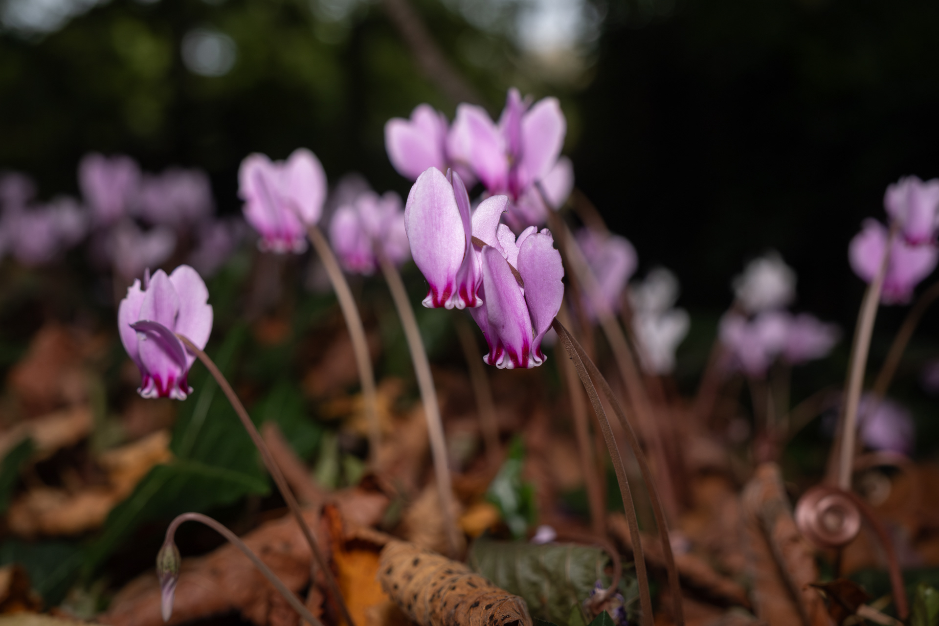 20 - Cyclamen à Bavent - 3