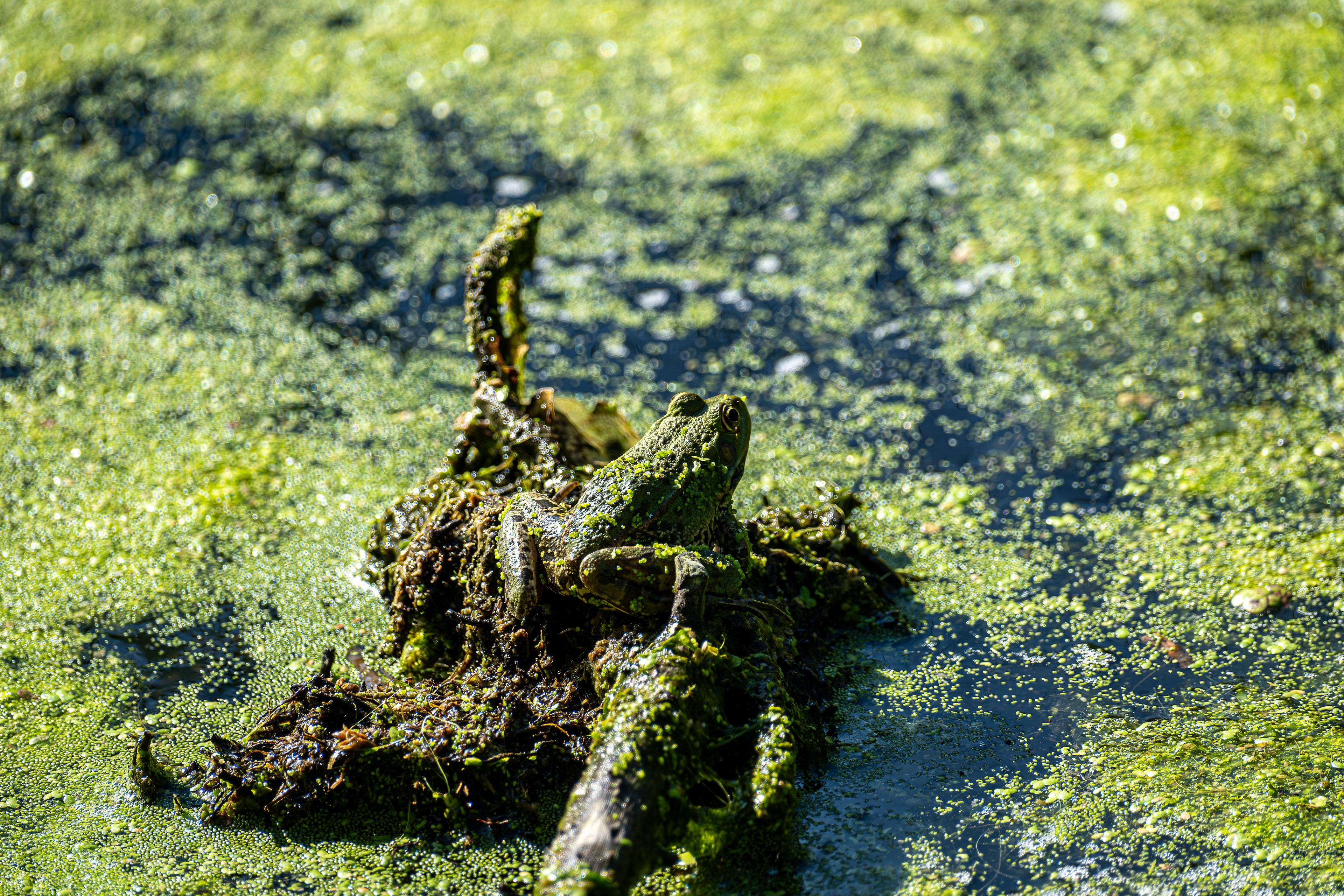 1 - Marias de Petiville - Grenouille - Camouflage