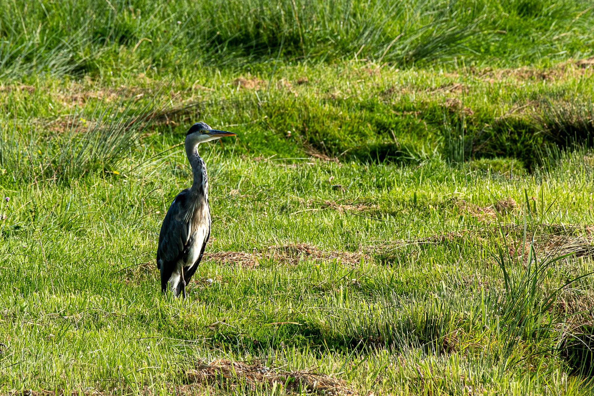 4 - Marais de Bavent/Robehomme - Héron