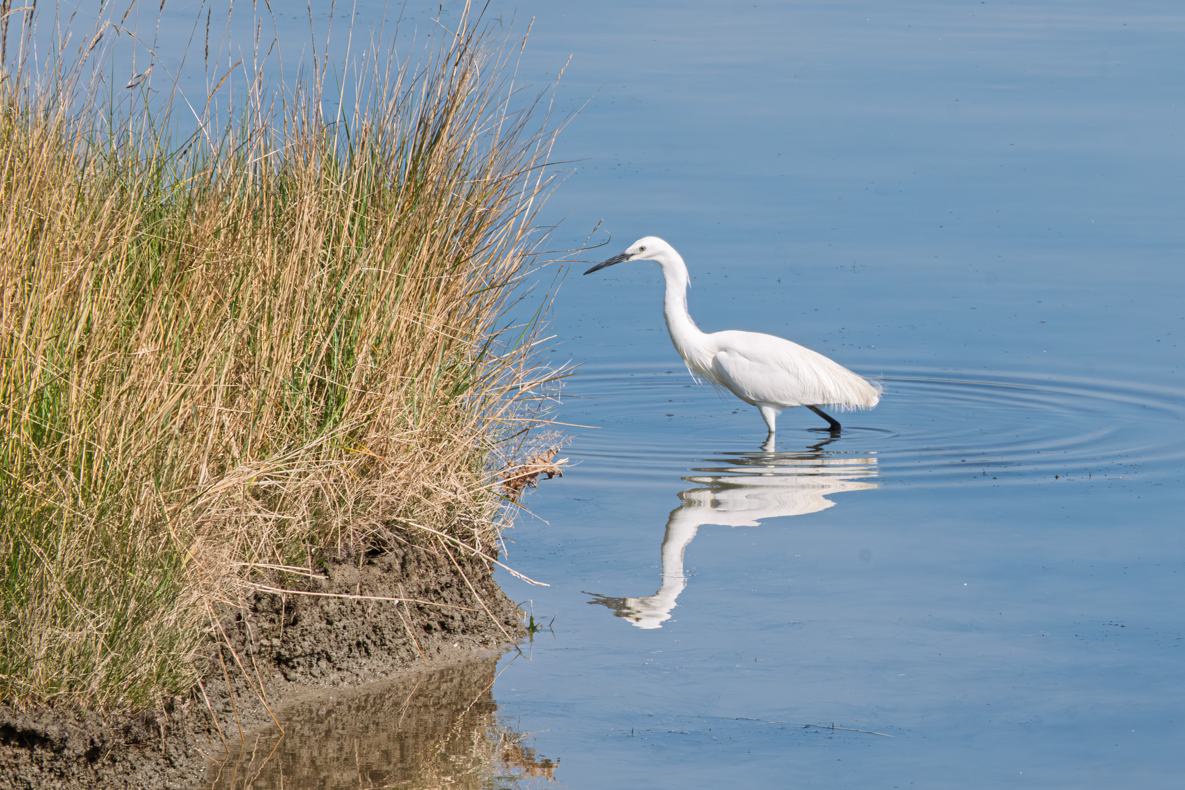 28 - Aigrette