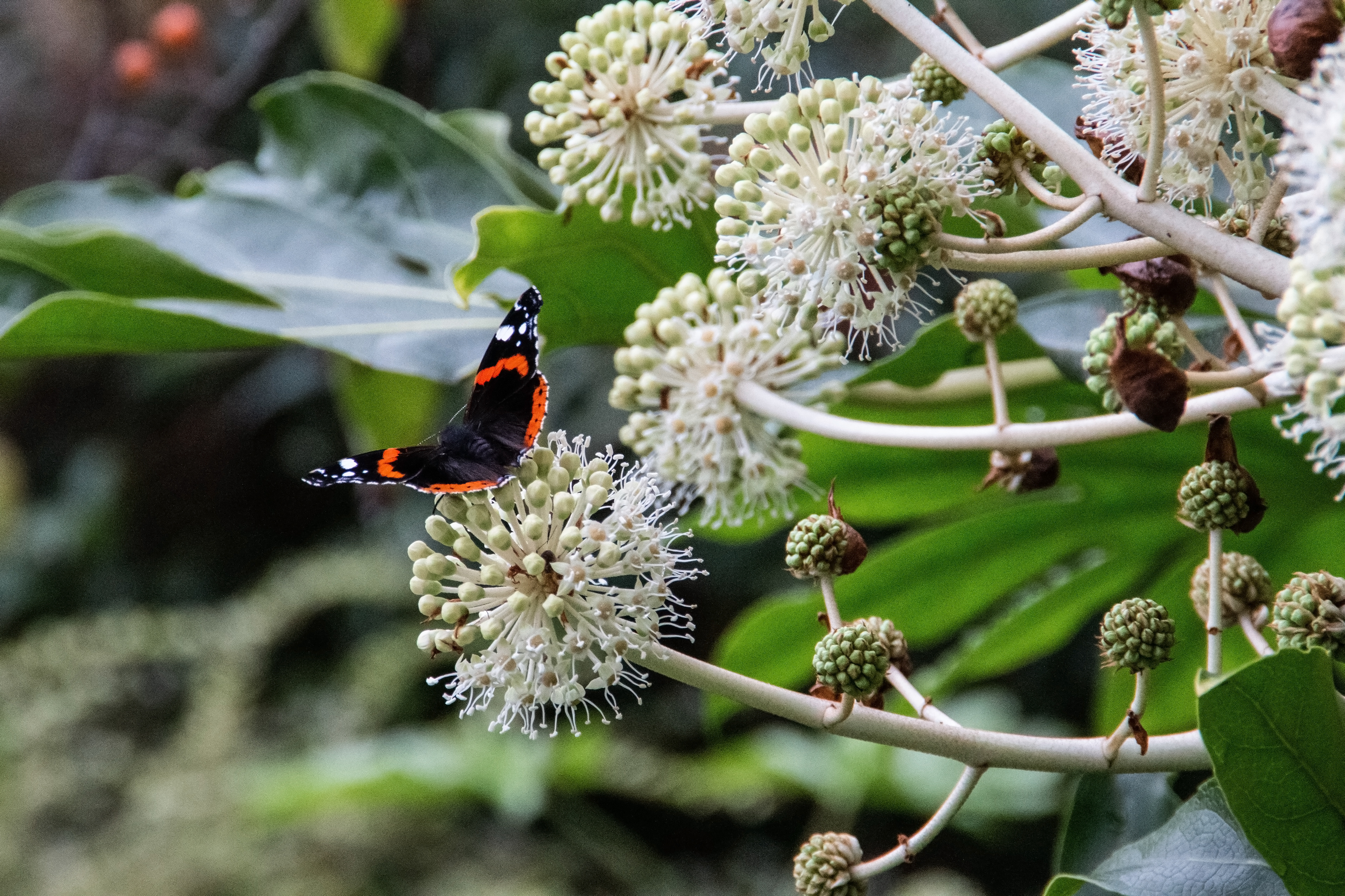 16 - Papillon Vulcain
