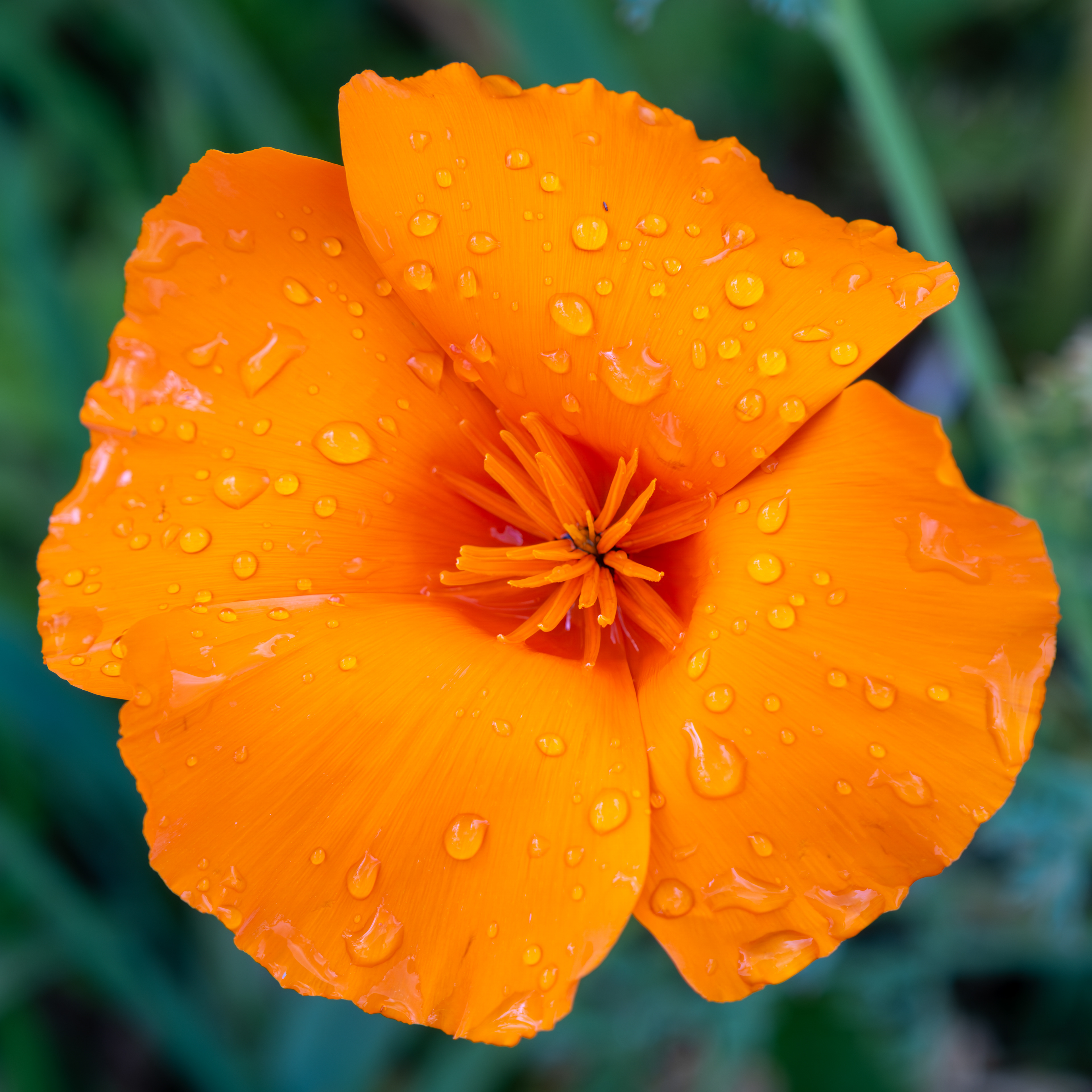 10 - Pavot de Californie