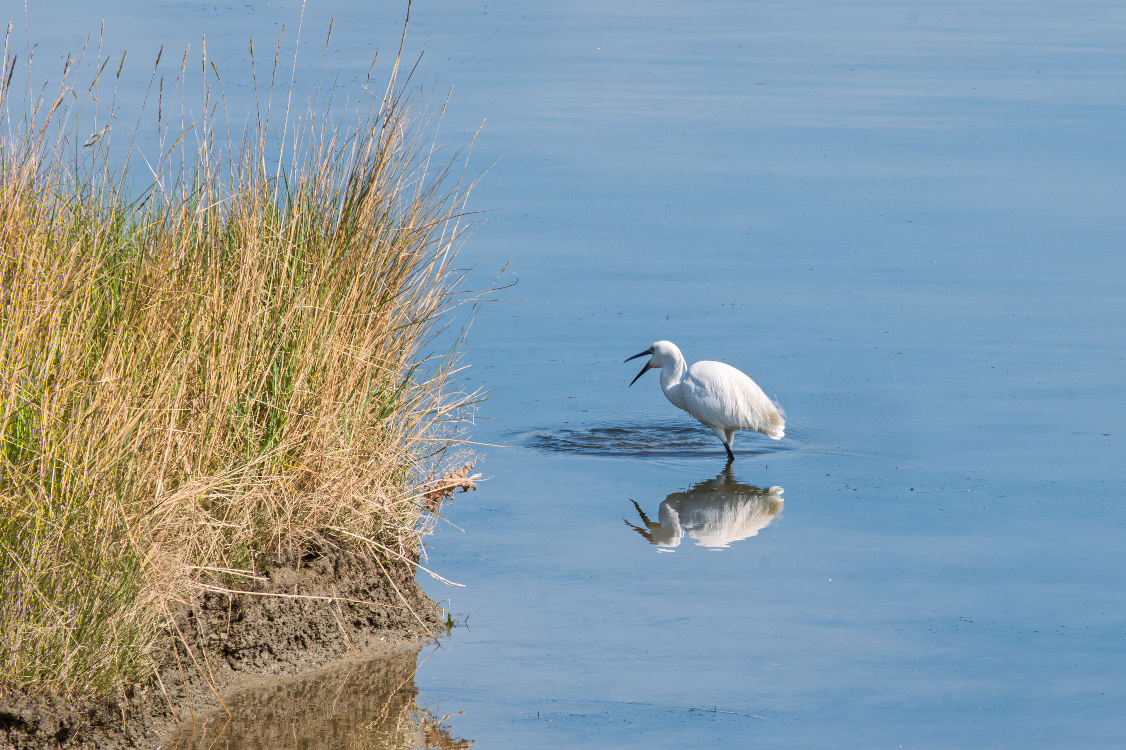 37 - Aigrette