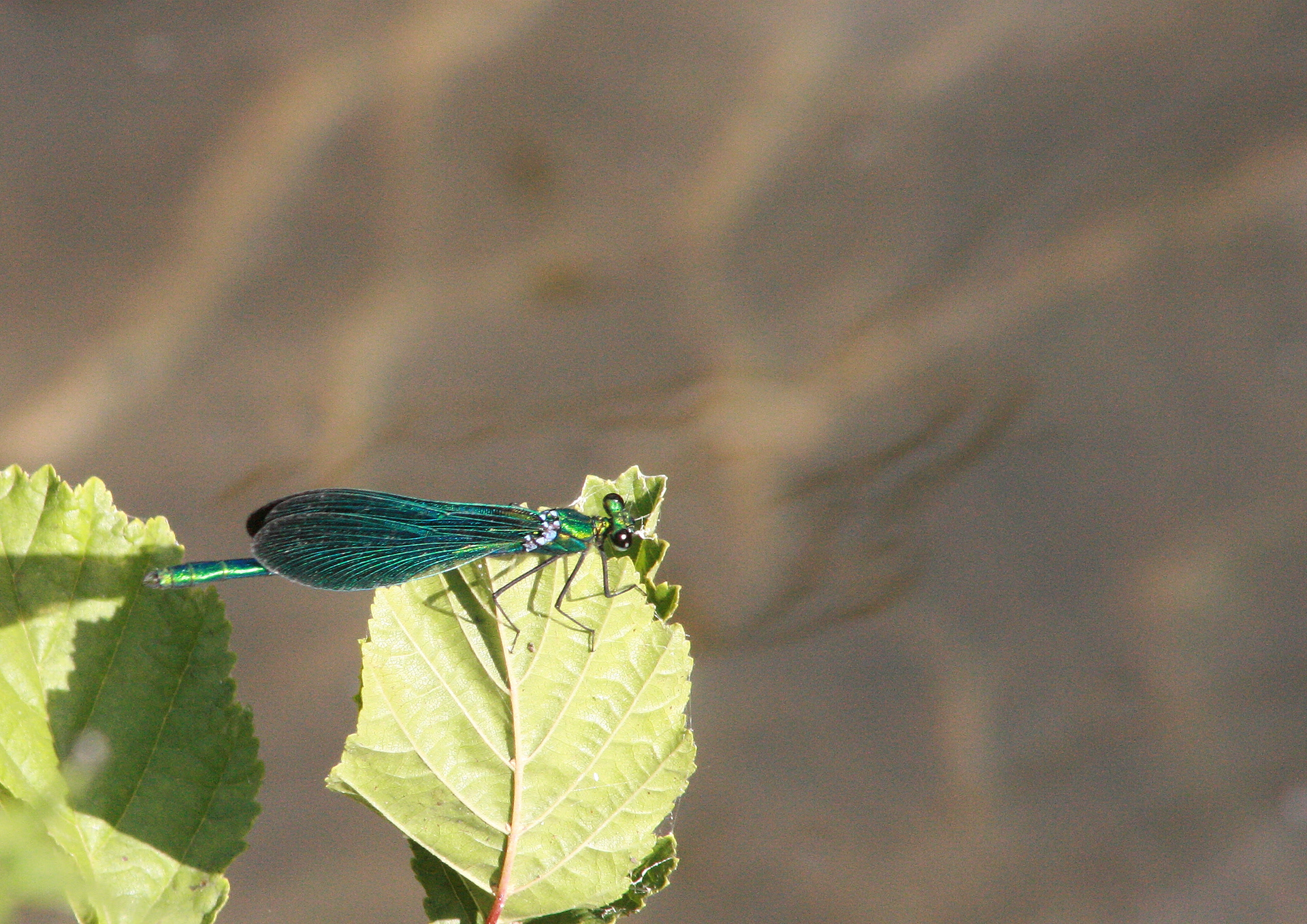3 - Agrillon Demoiselle
